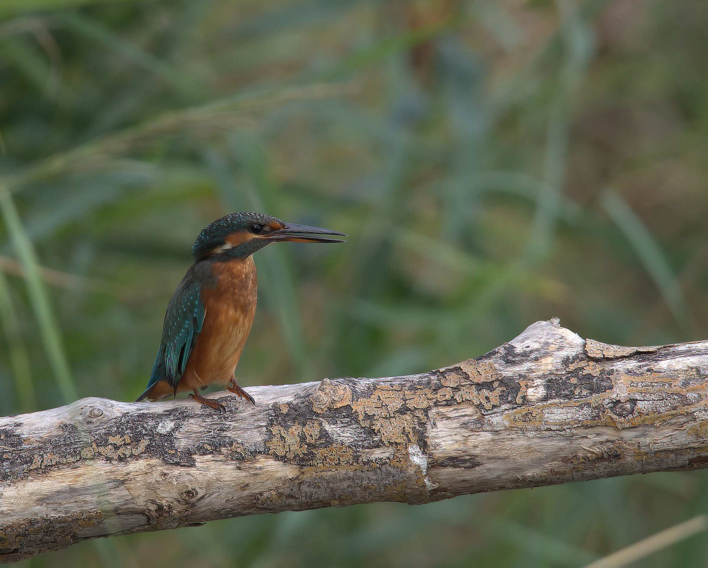 Martin fisherman female