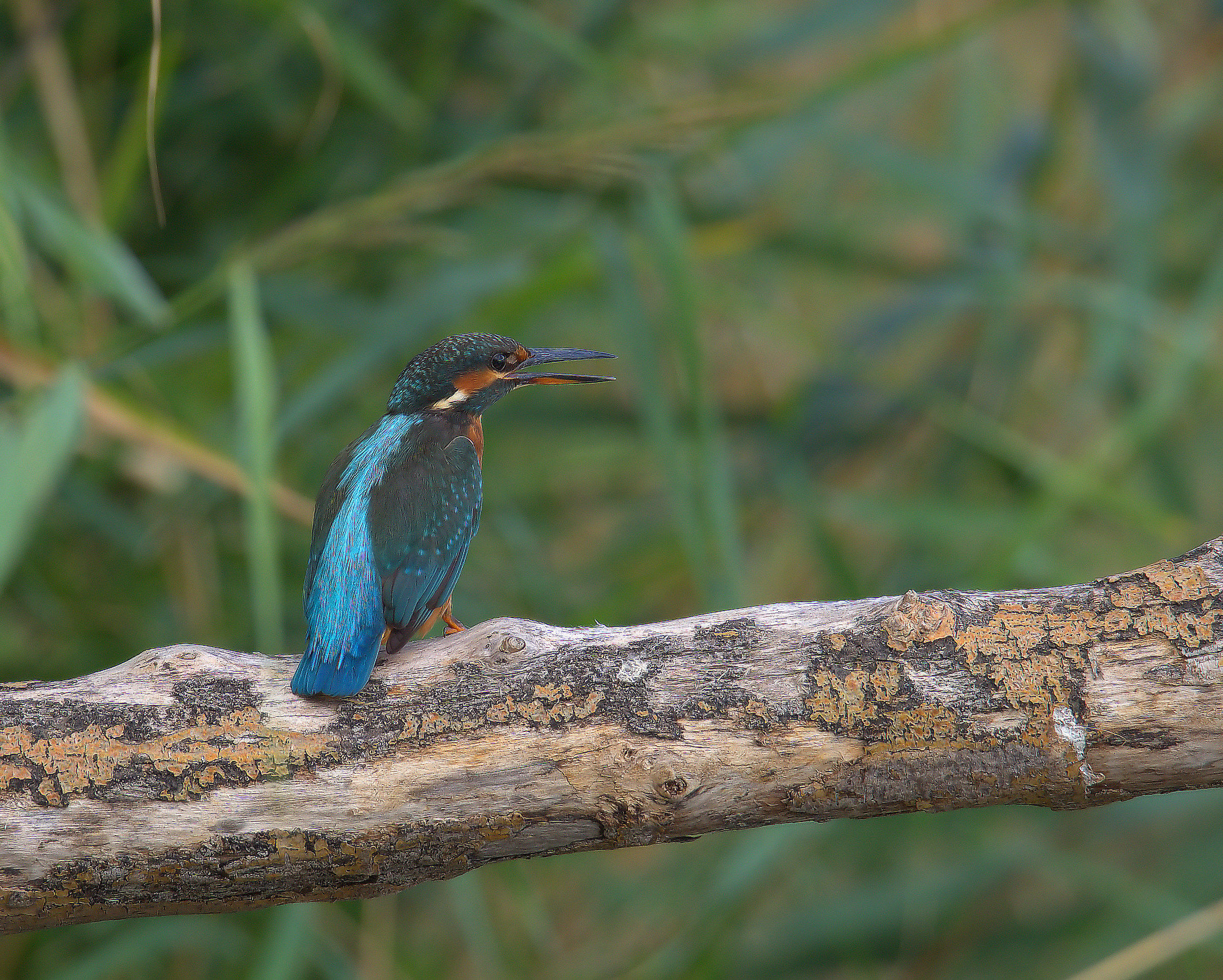 Martin fisherman female