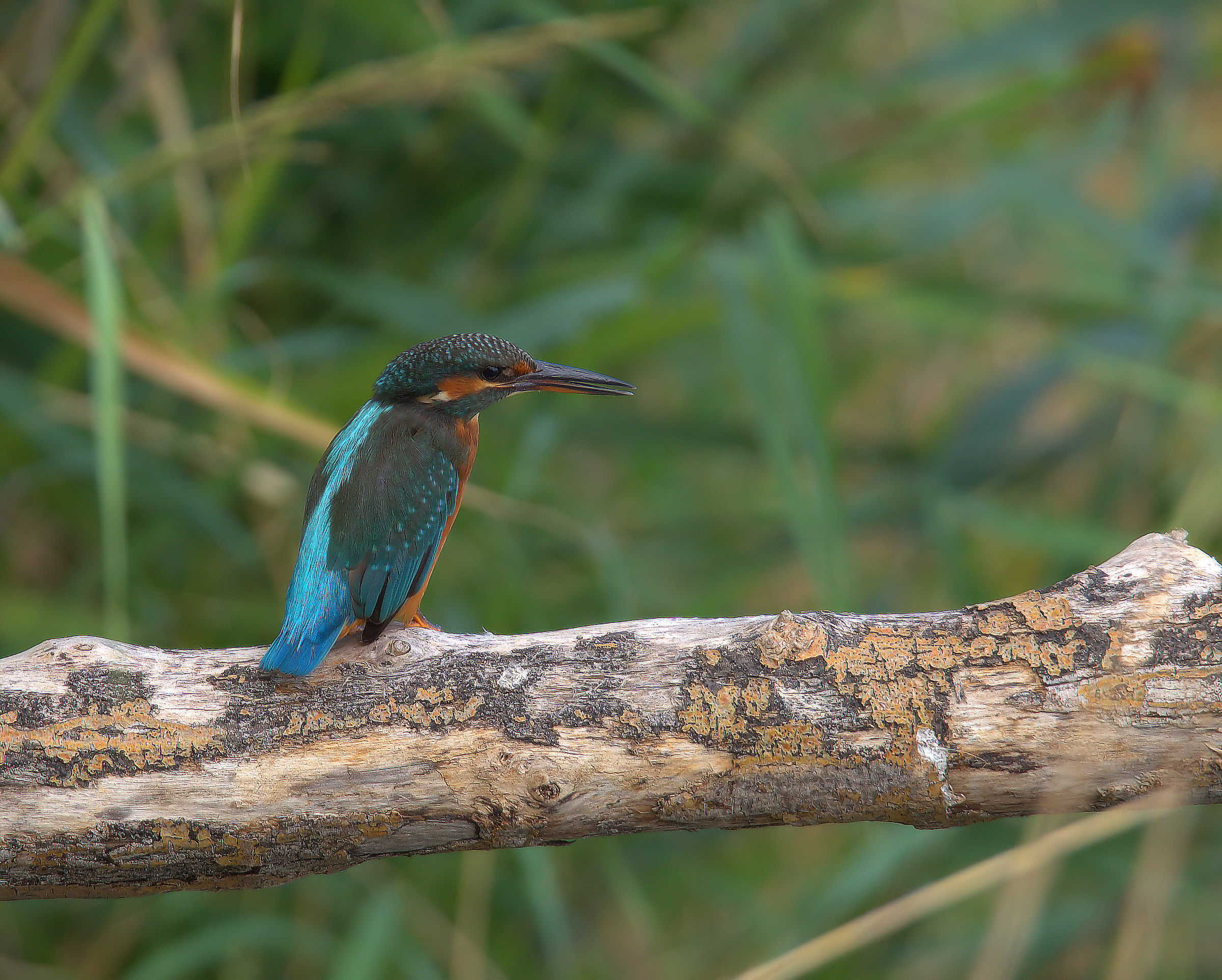 Martin fisherman female