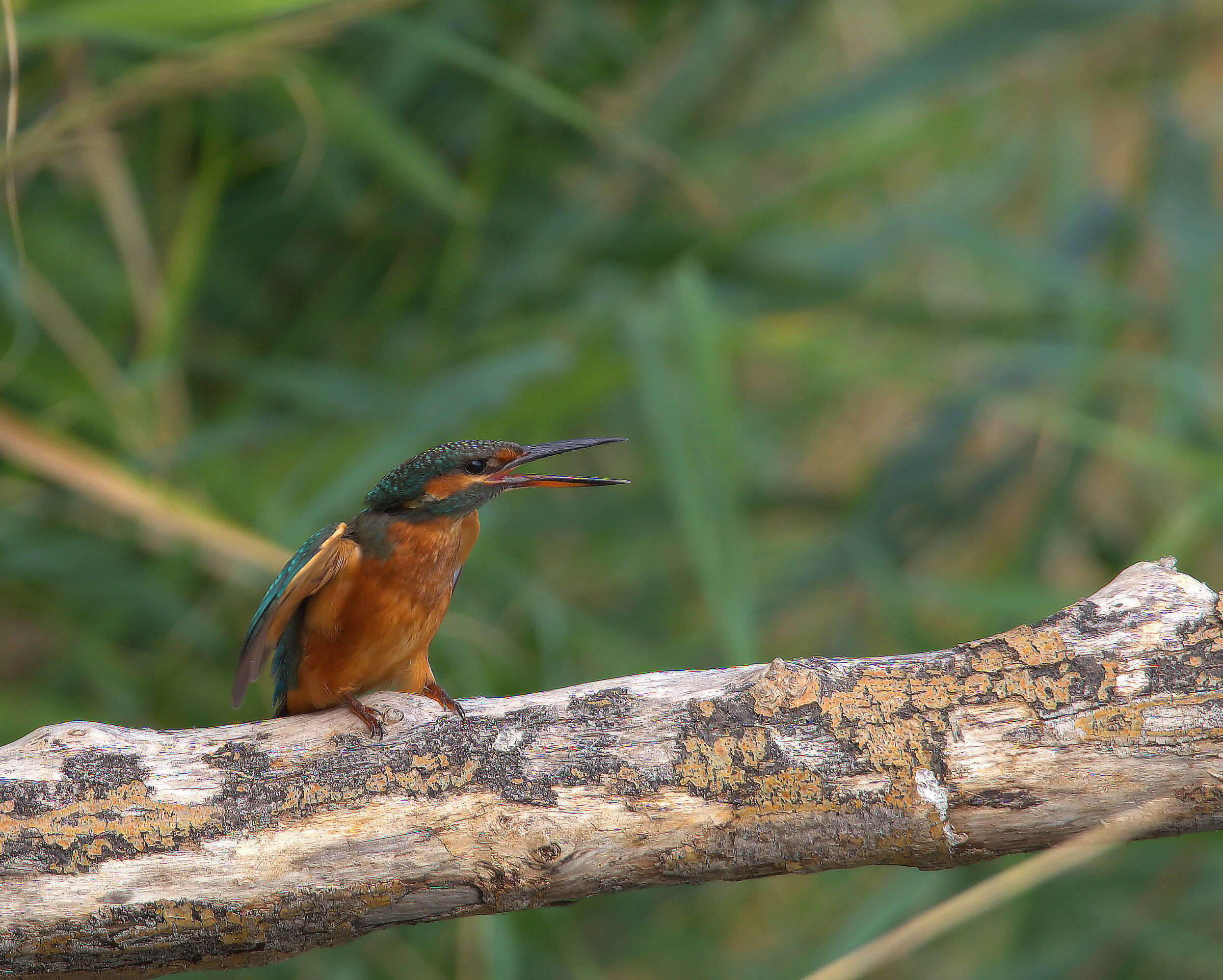Martin fisherman female
