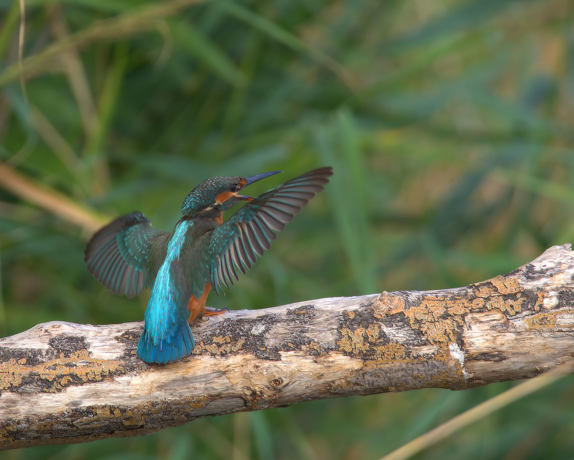 Martin fisherman female