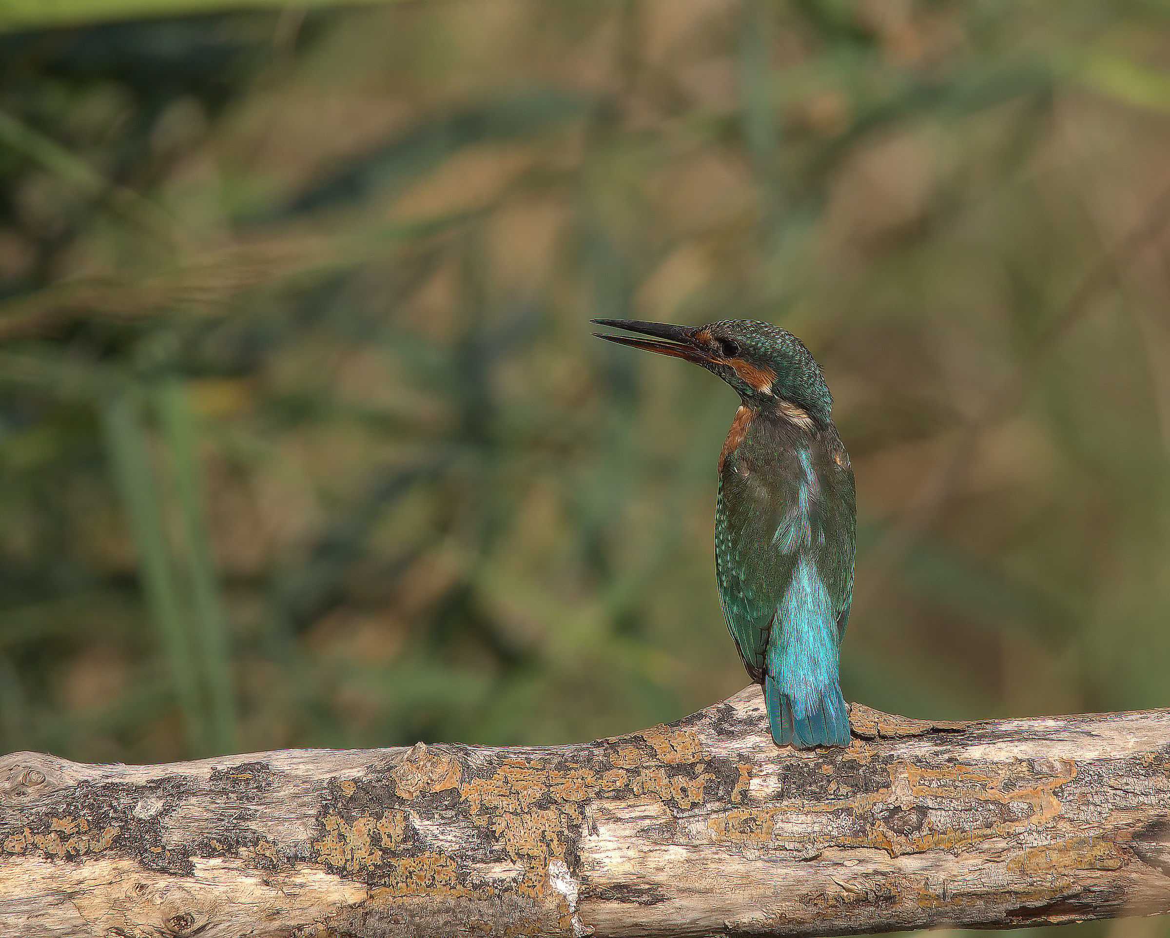 Martin fisherman female