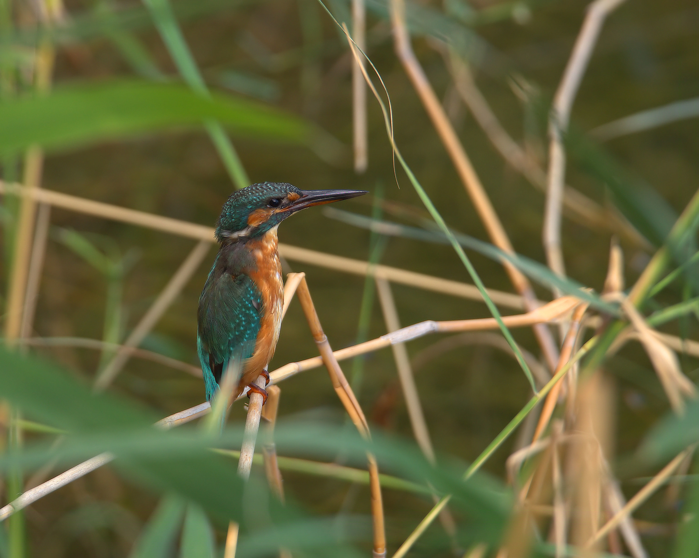 Martin fisherman female
