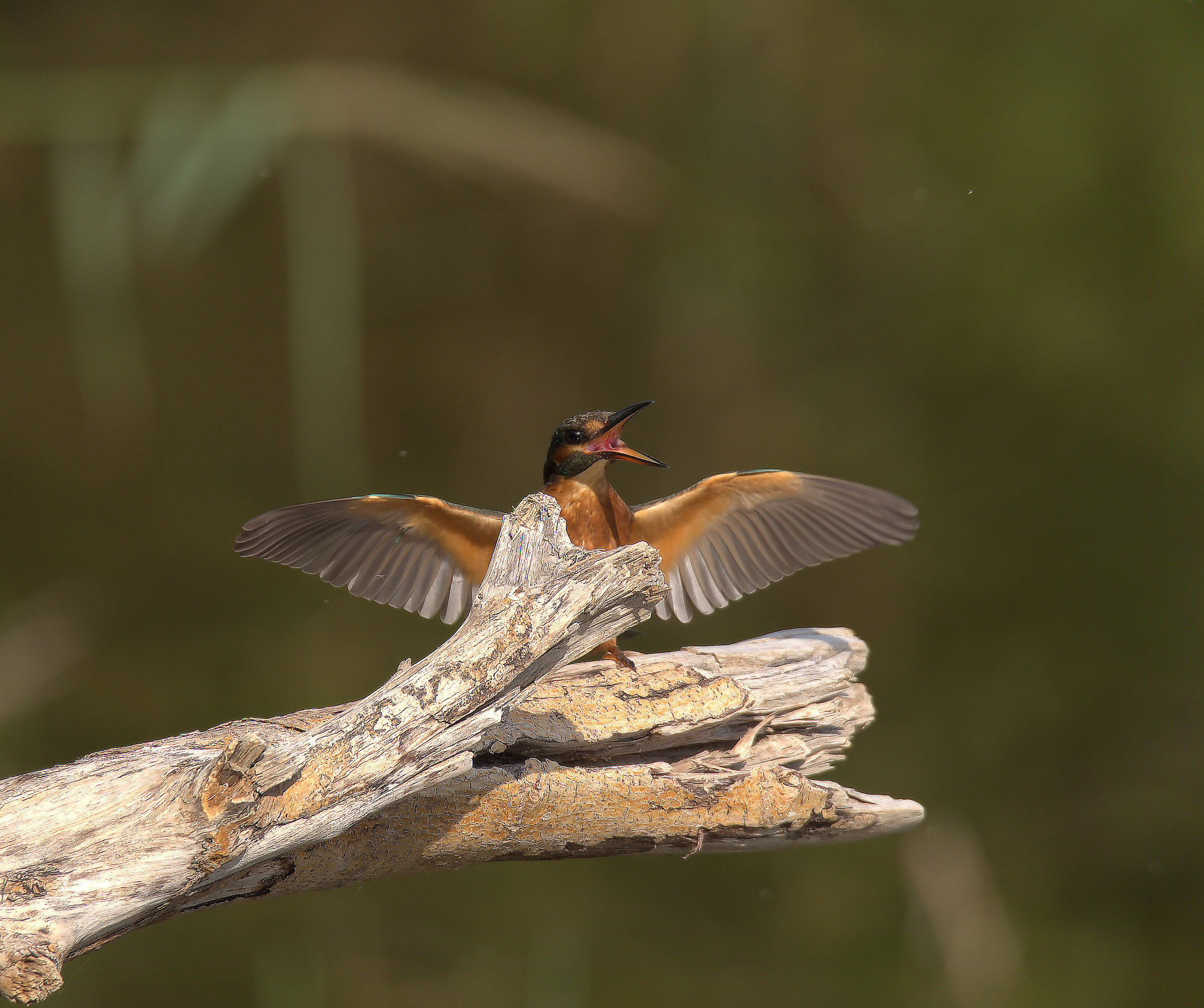 Martin fisherman female