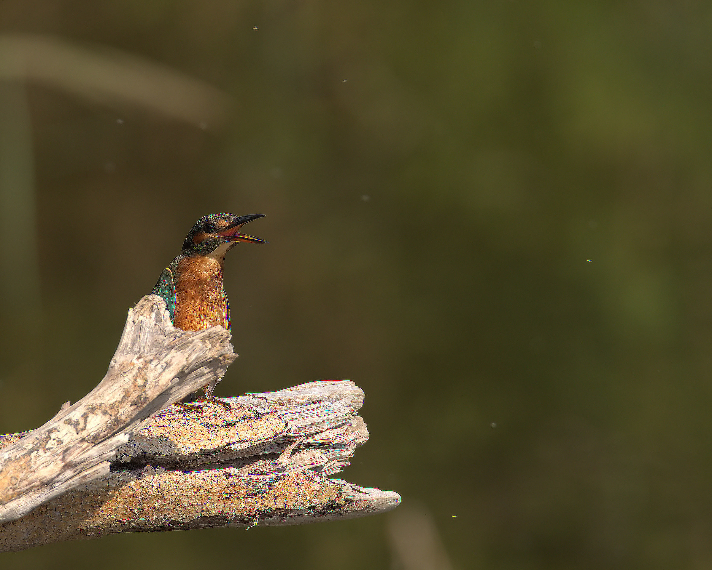 Martin fisherman female