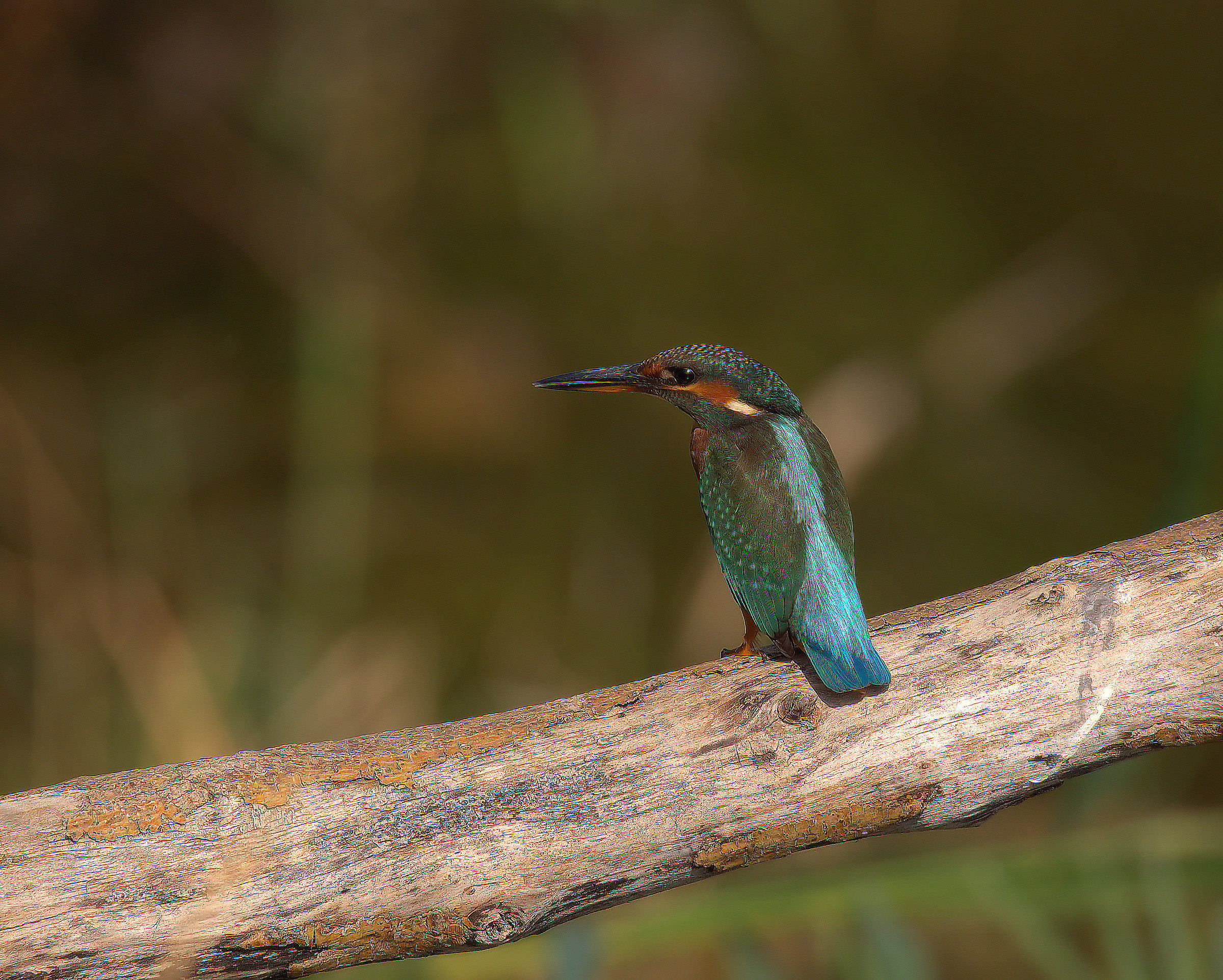 Martin fisherman female