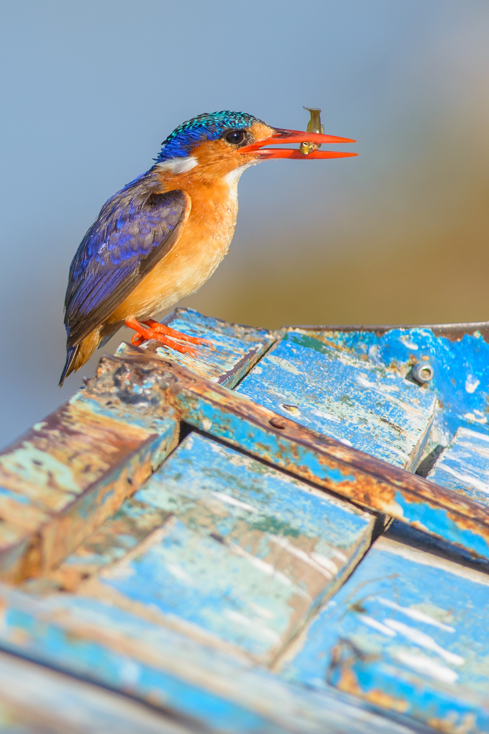 Corythornis cristatus