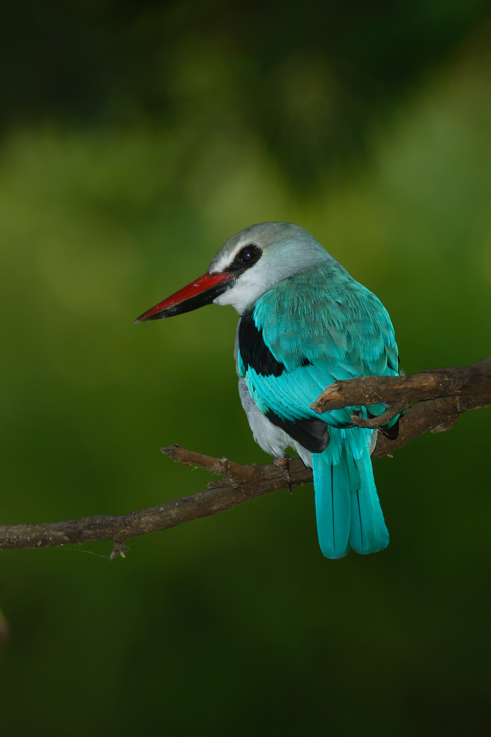 Halcyon senegalensis