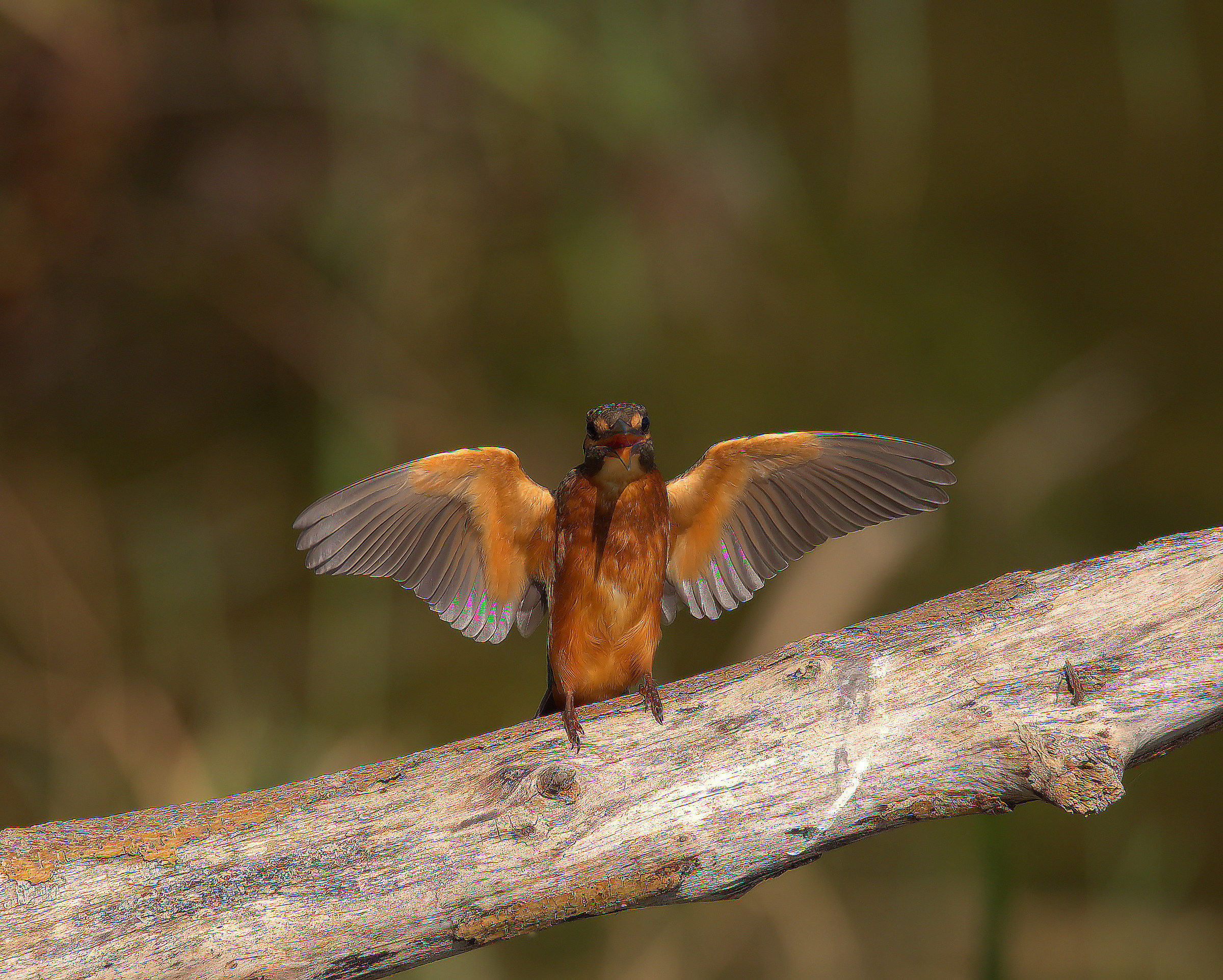 Martin fisherman female