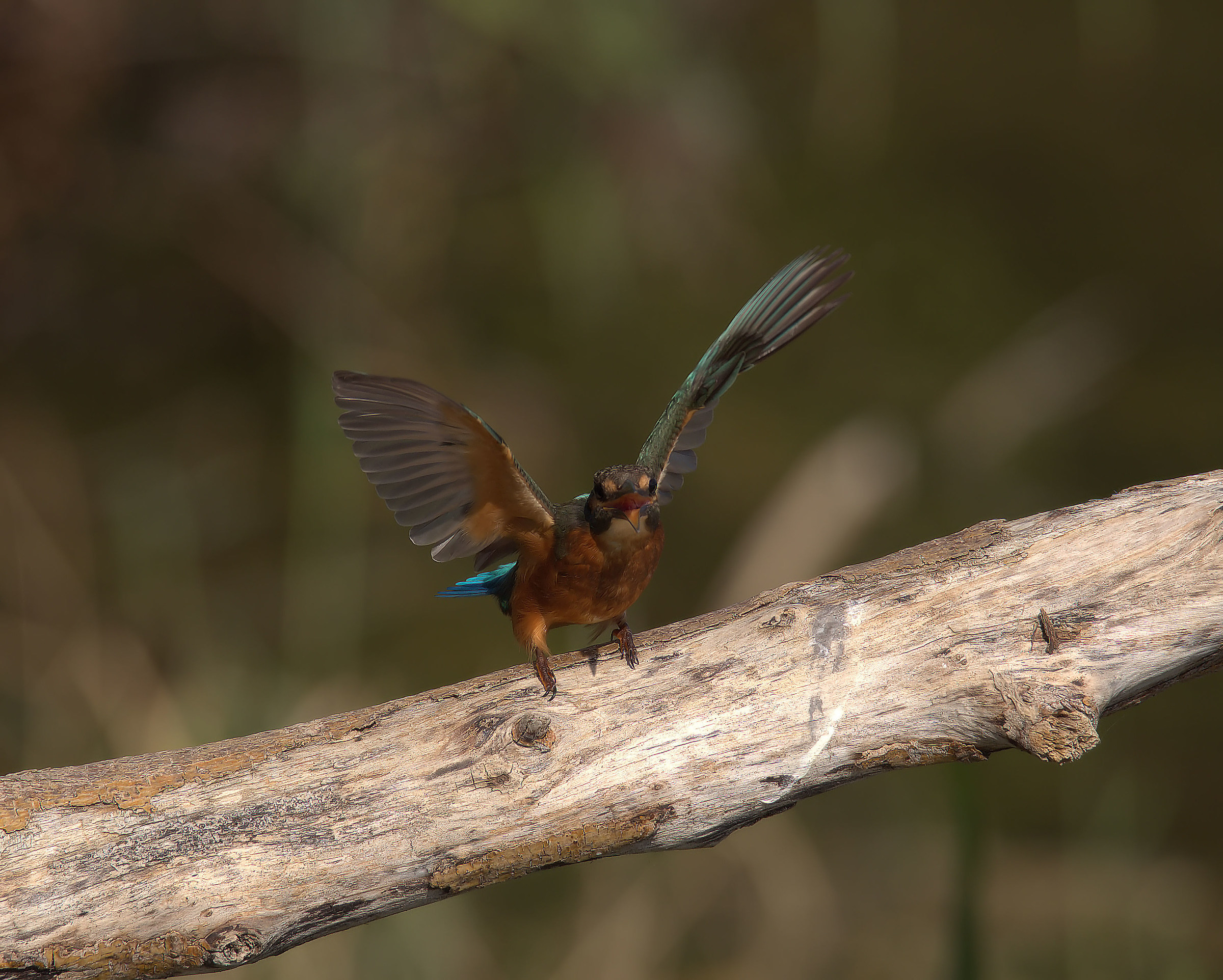 Martin fisherman female