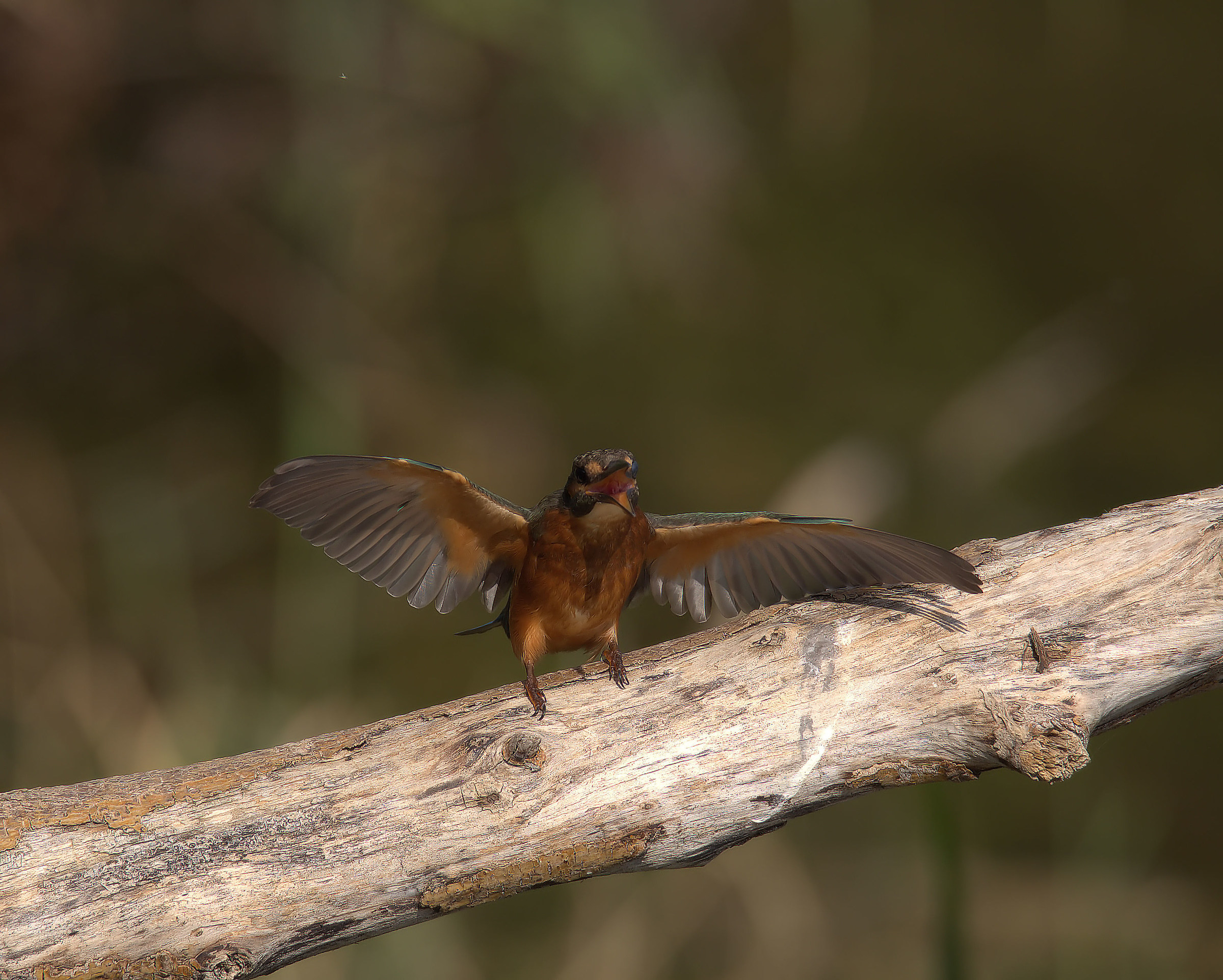 Martin fisherman female