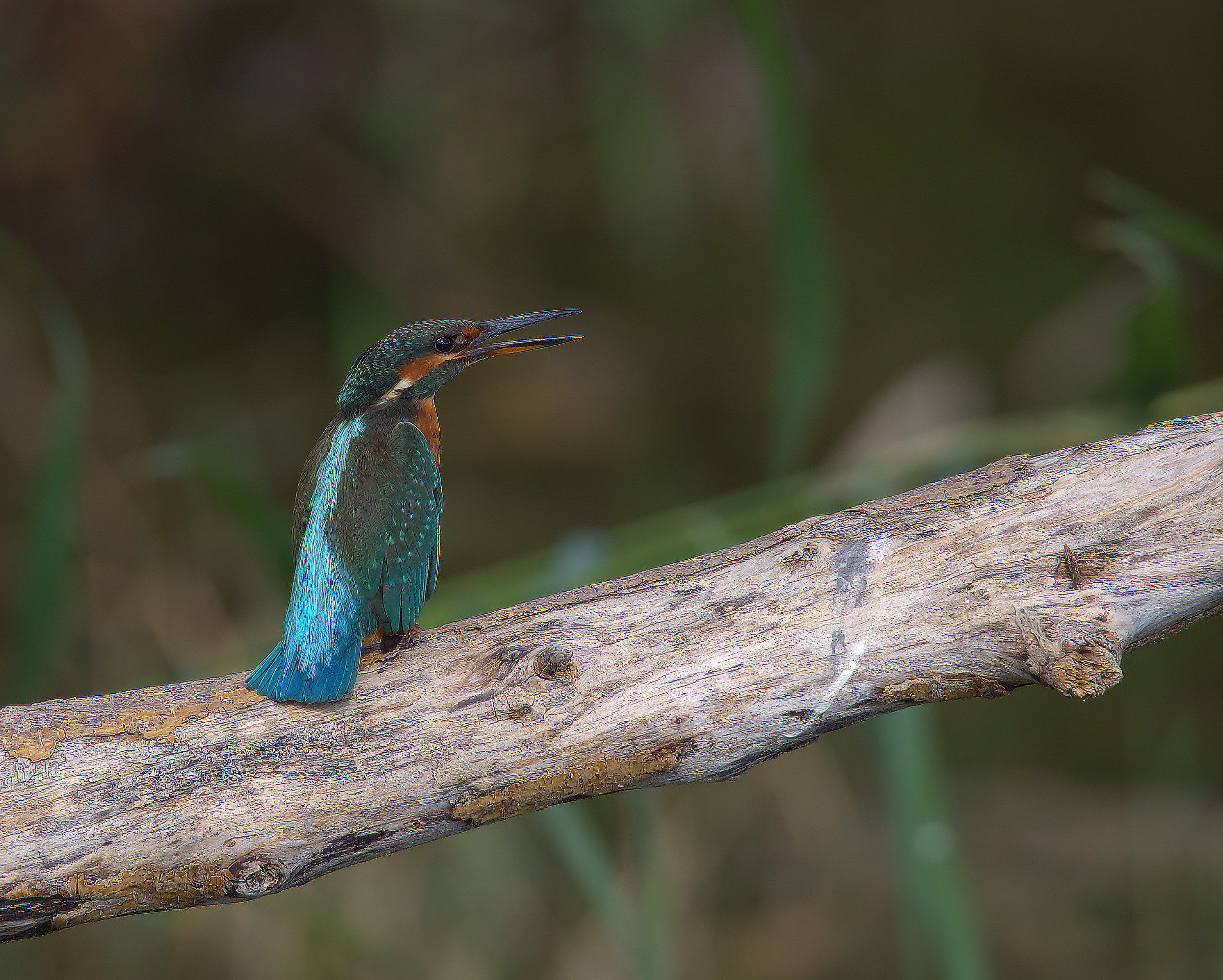 Martin fisherman female