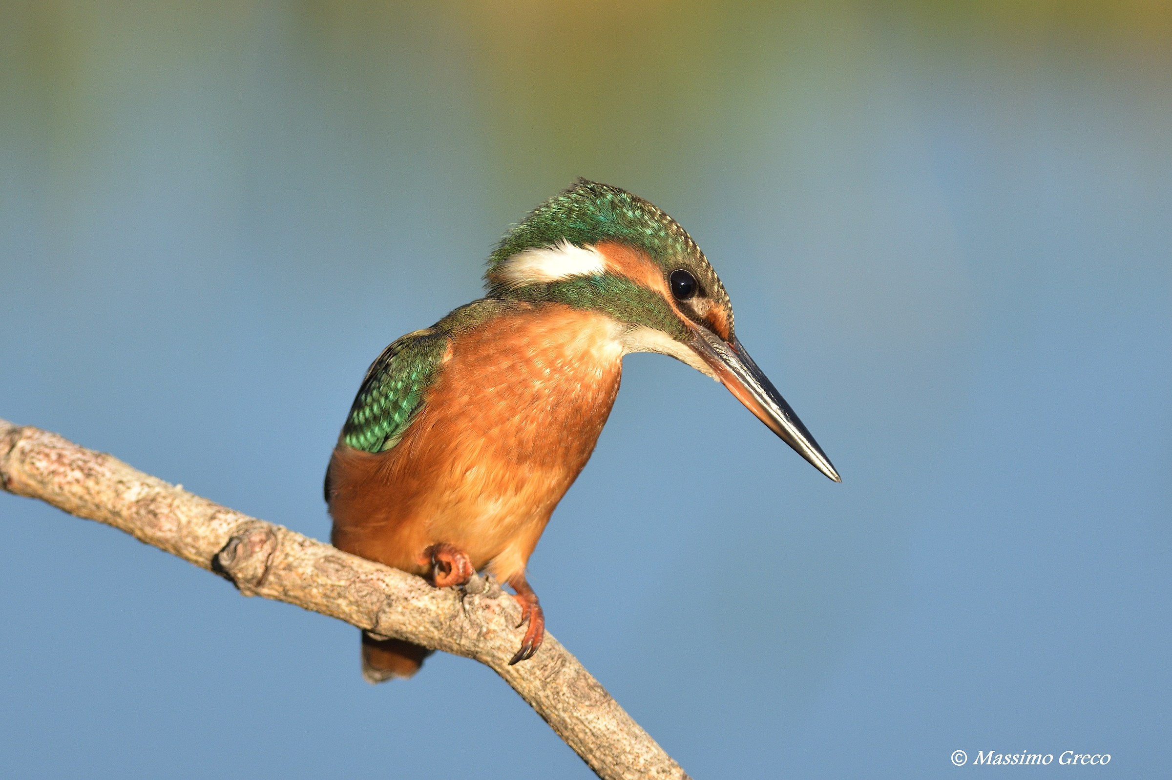 Martin pescatore - Femmina