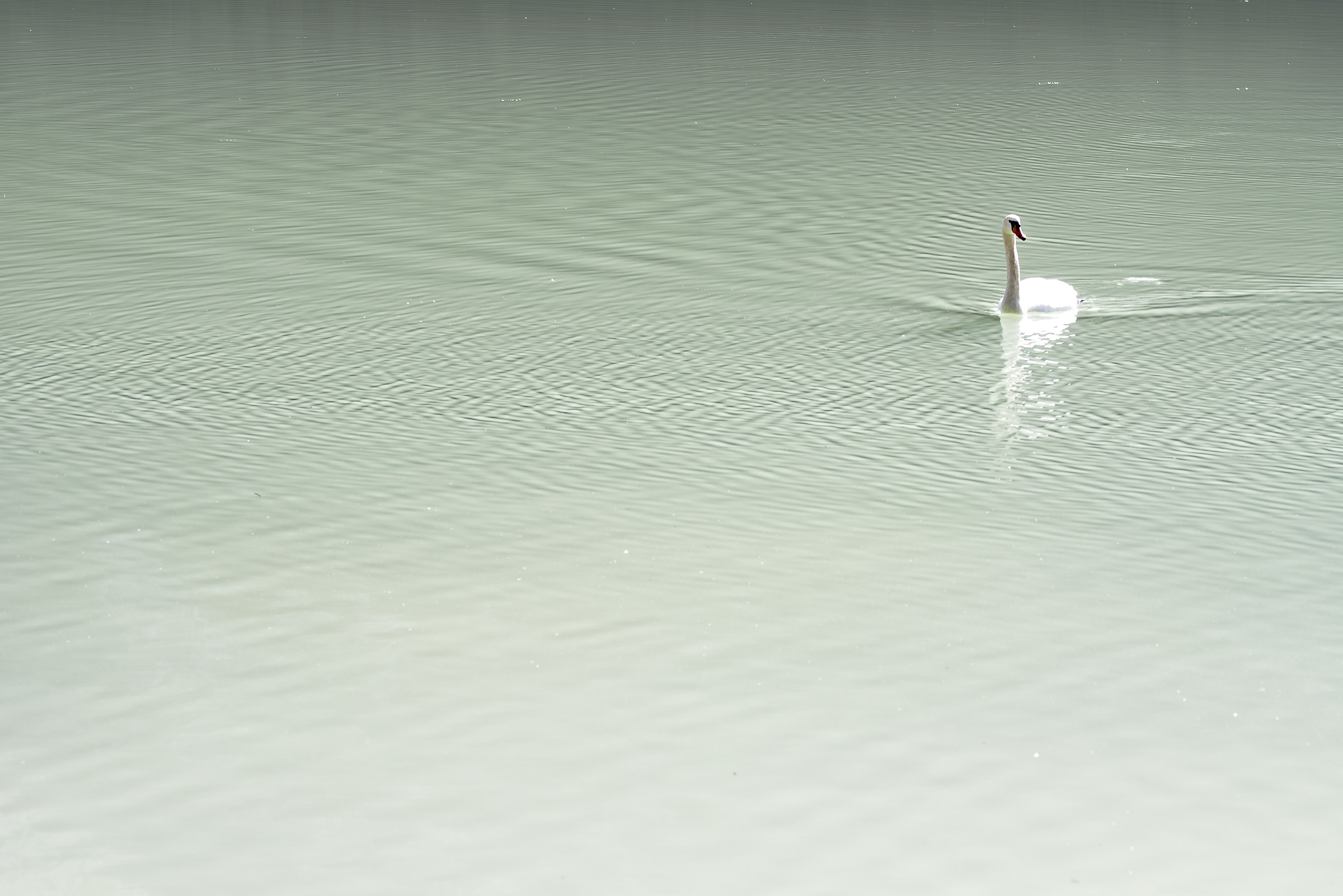 la fidanzata (n.otto)