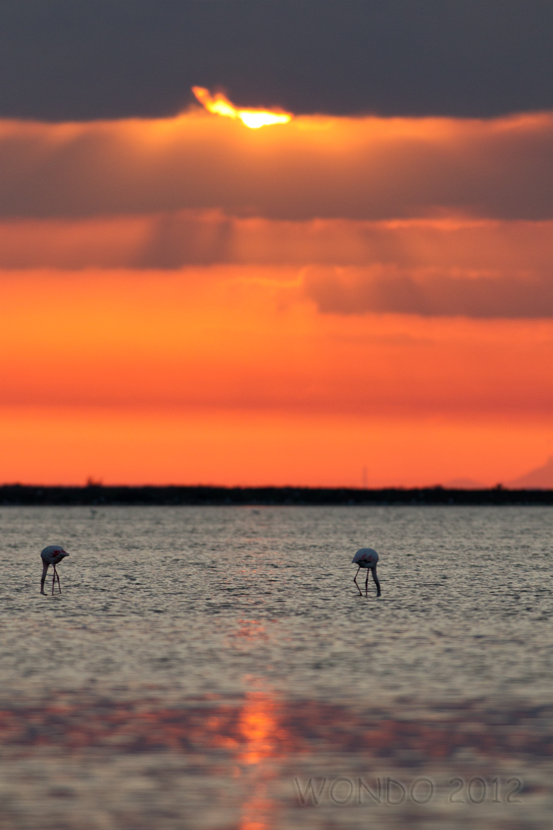 dawn in the Camargue