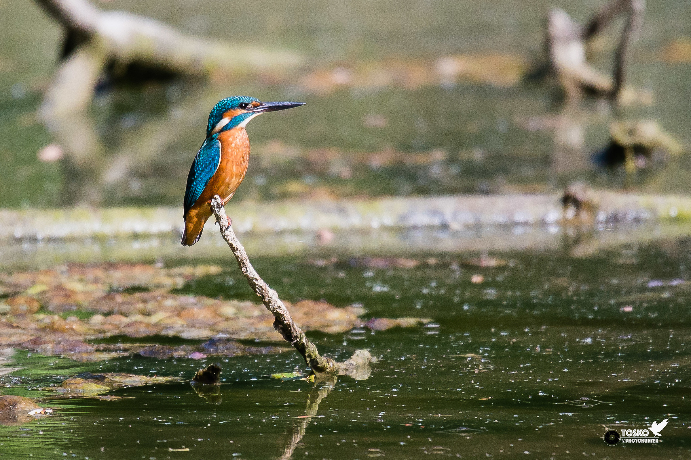 martin pescatore maschio in osservazione @600 mm