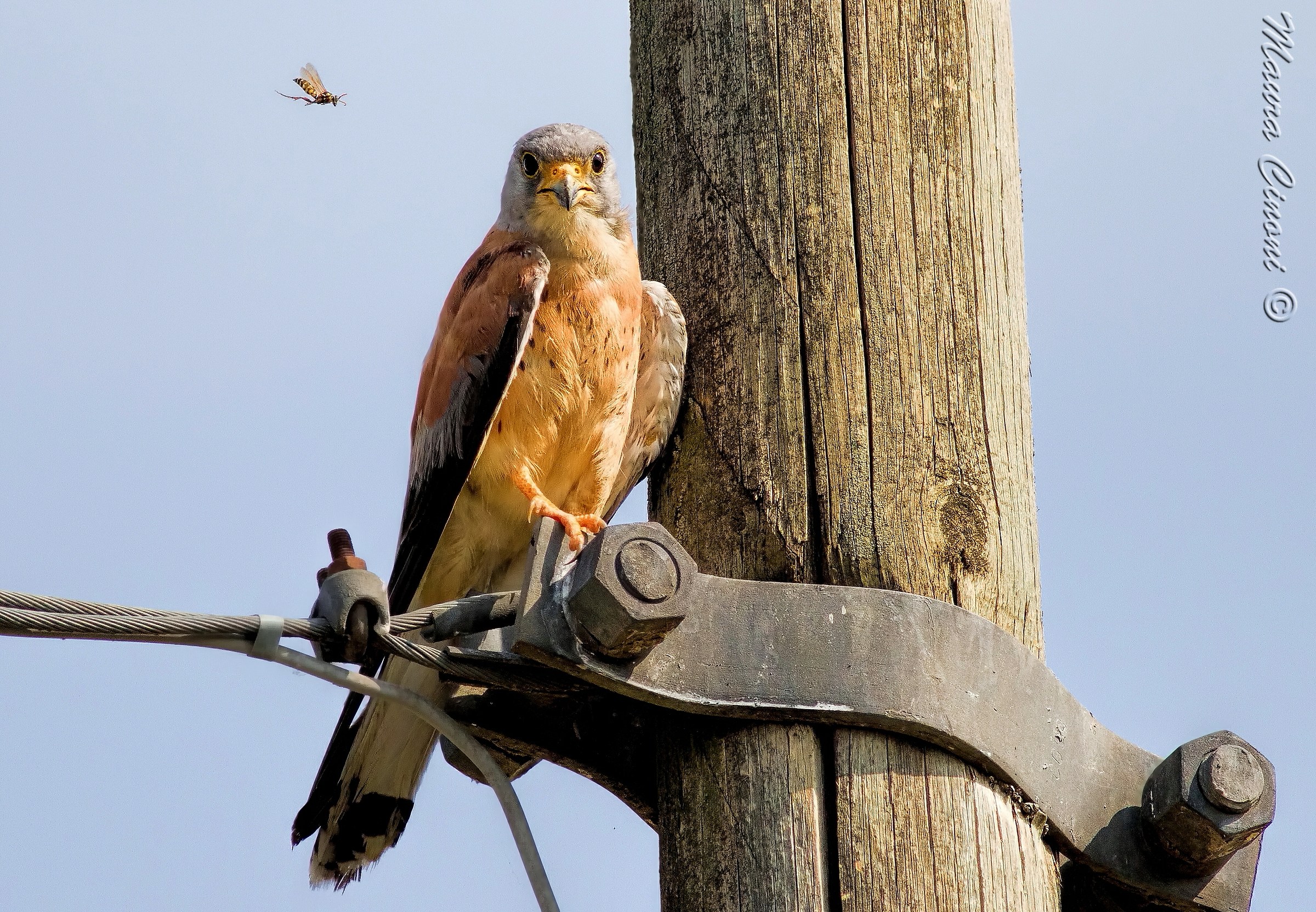 Hawk Grill with Vespa (Dangerous Evolutions)