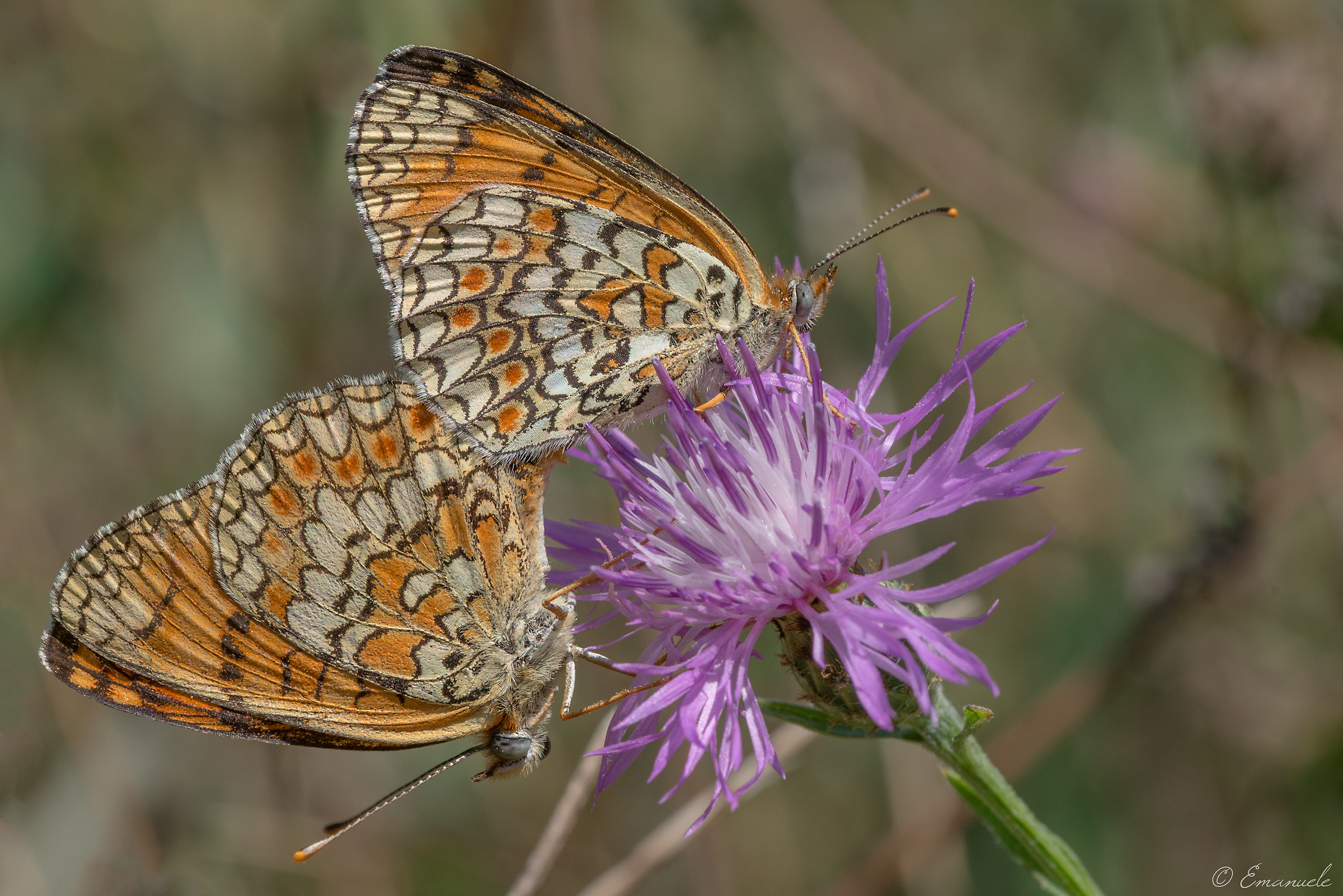 Nymphalidae Melitaea in Love