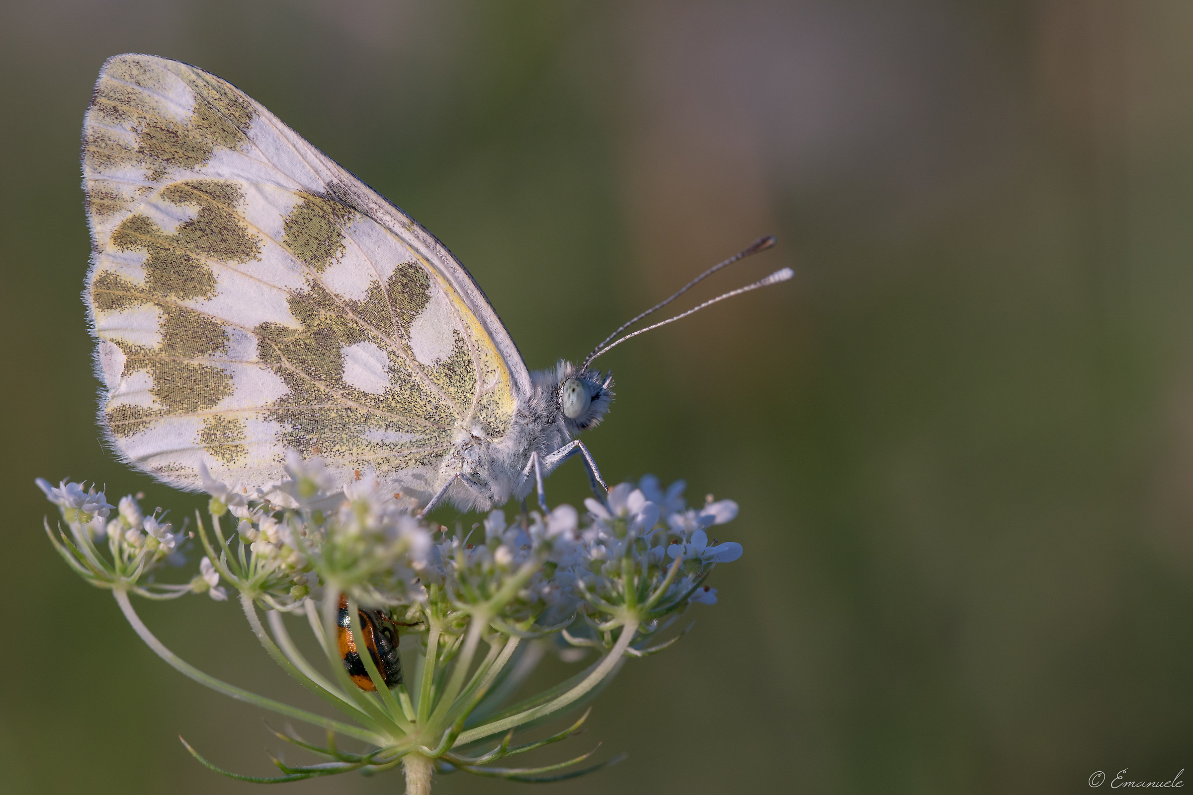 Anthocharis Cardamines (con ospite)