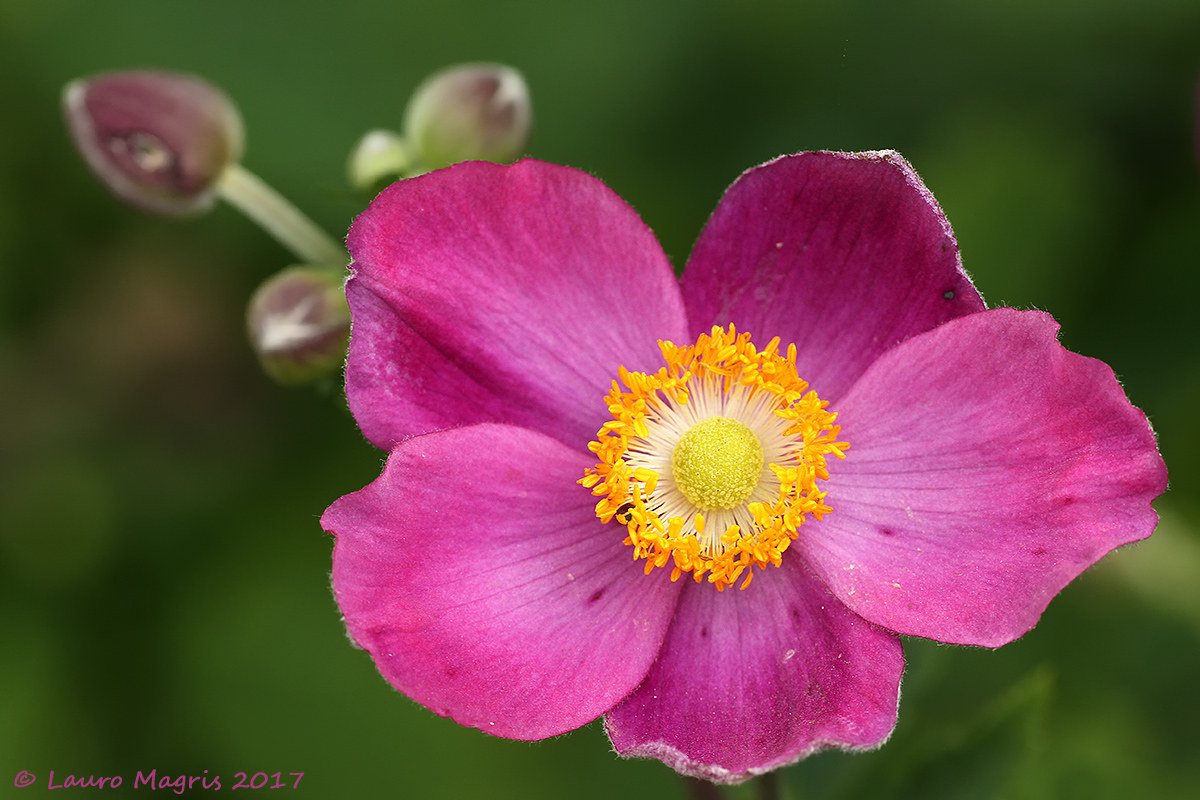 Anemone autunnale