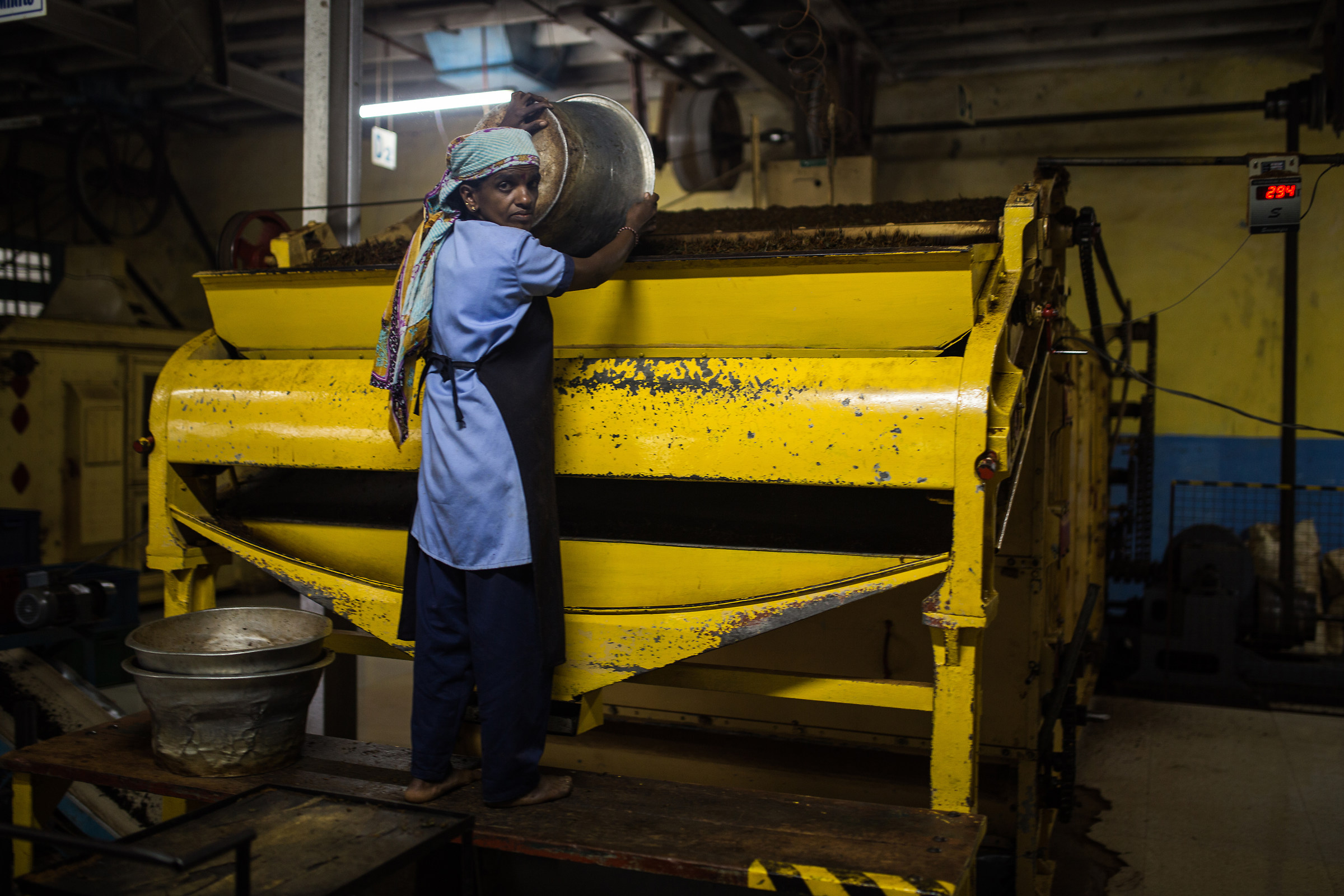 Tea factory worker