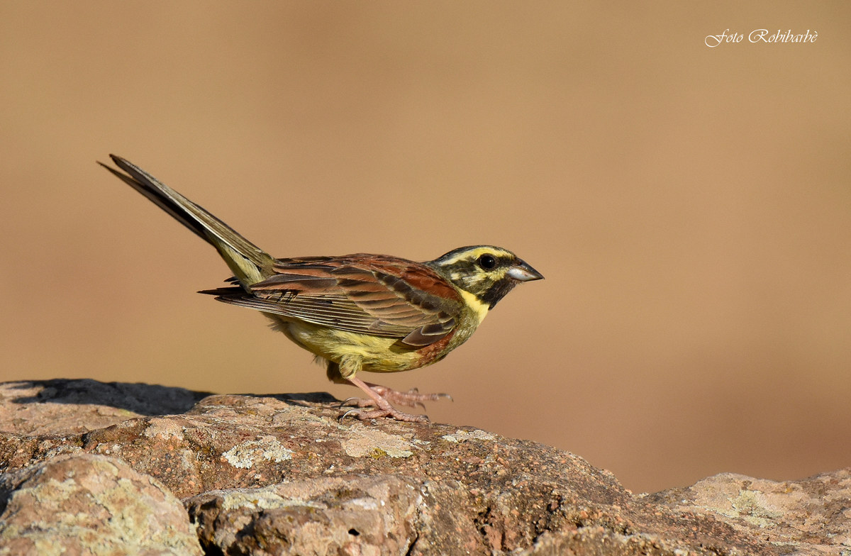 Zigolo nero...il saltello...