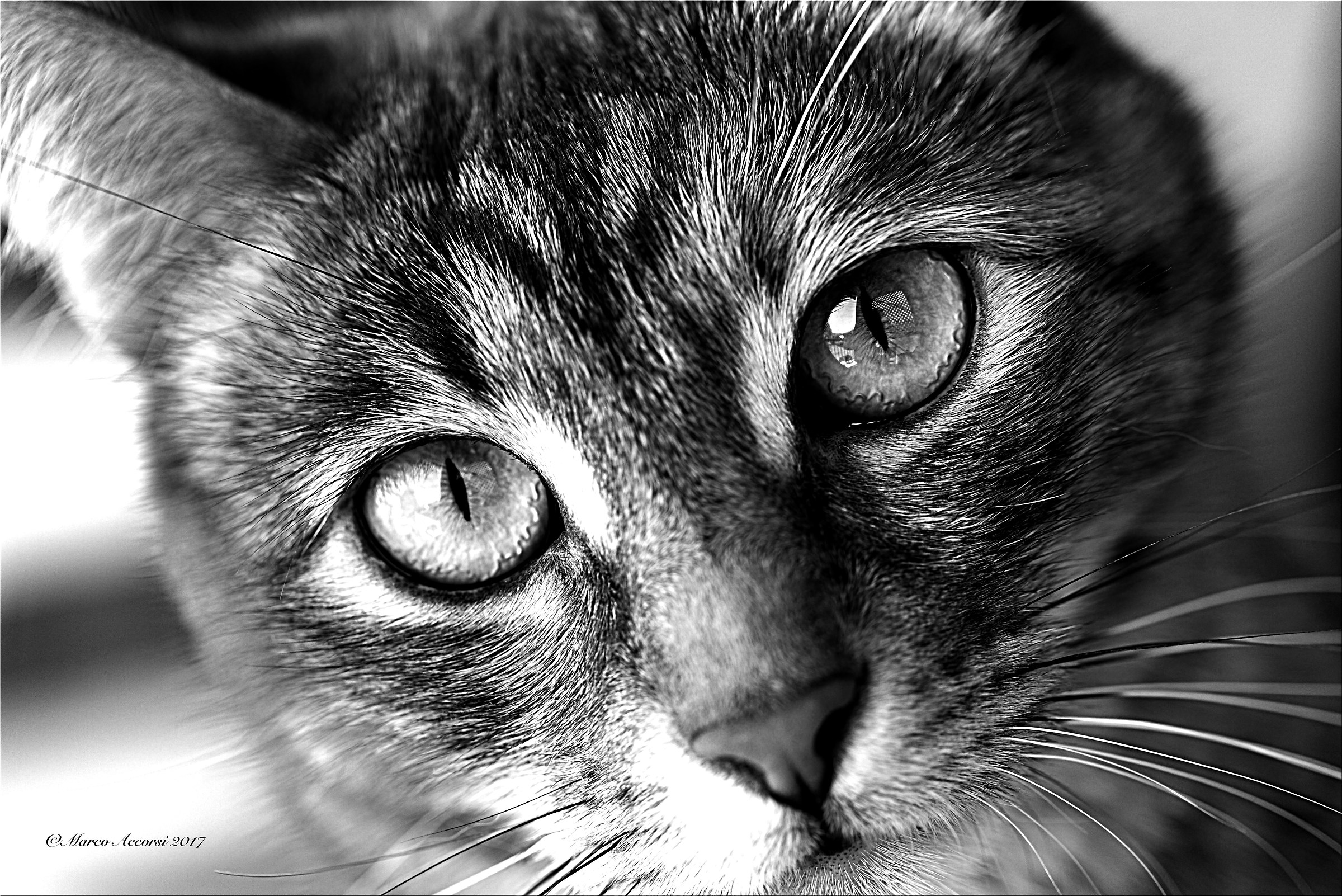 Io Ti Controllo!!!!!