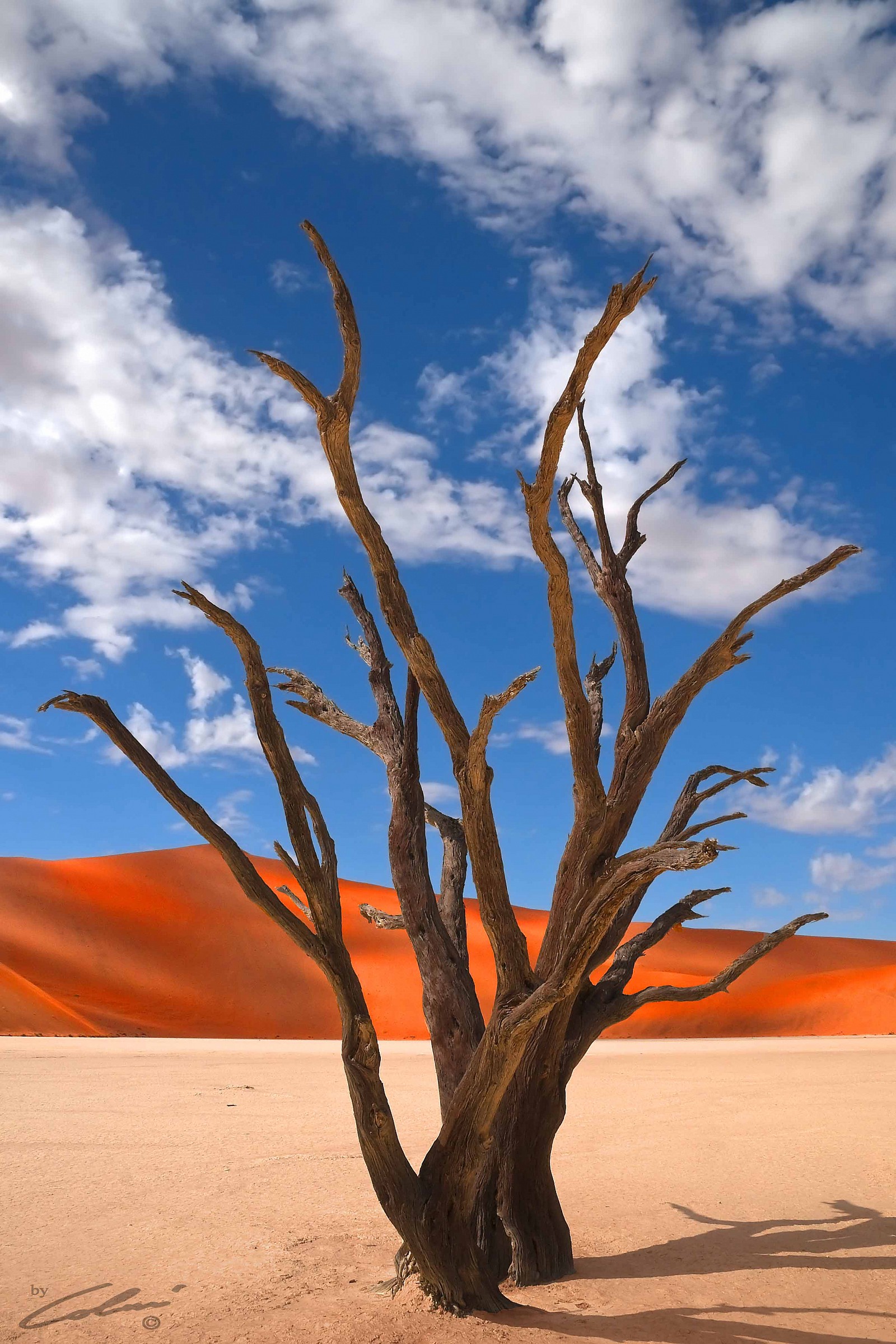 Acacia fossilized dehydration