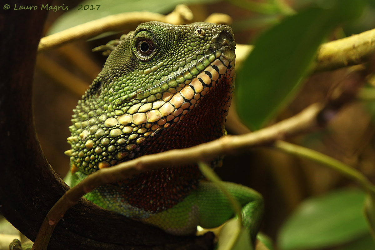 Dragone d'acqua verde, primo piano