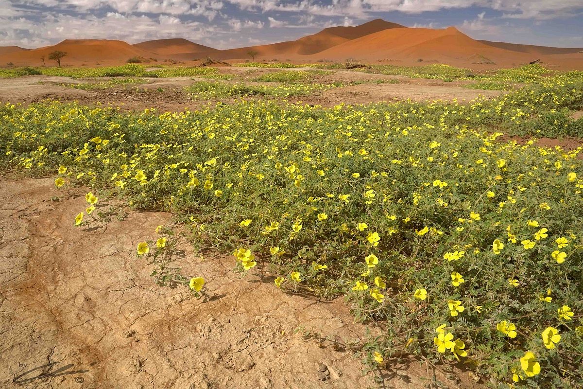 Blooming in the desert