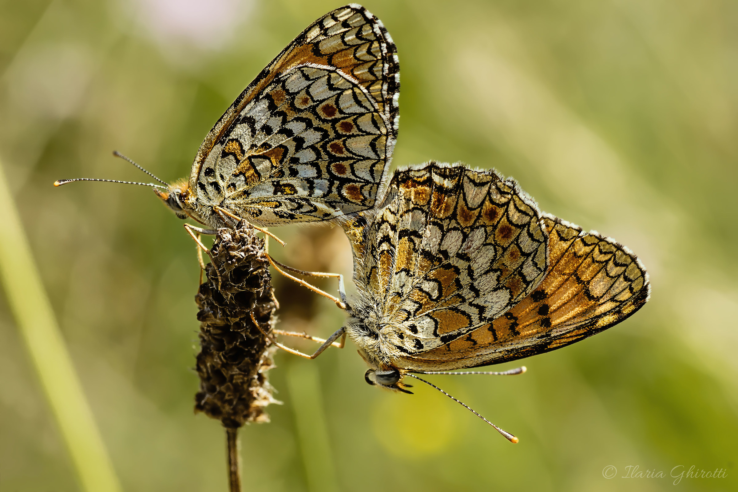 Pair of Nymphalidae Melitaea
