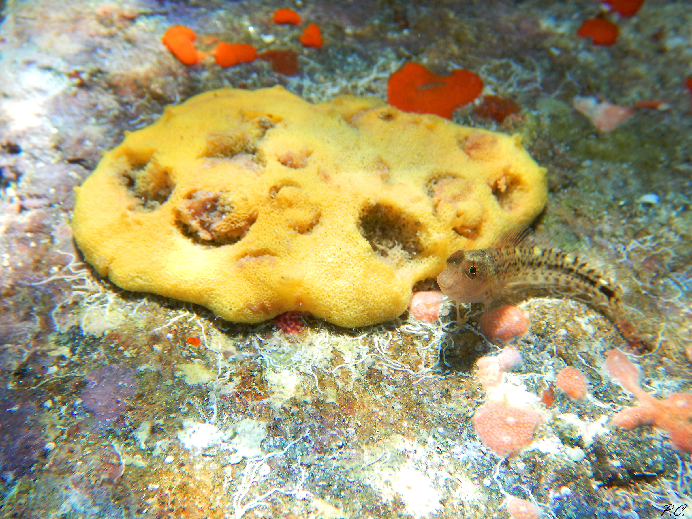 A sponge too big for him