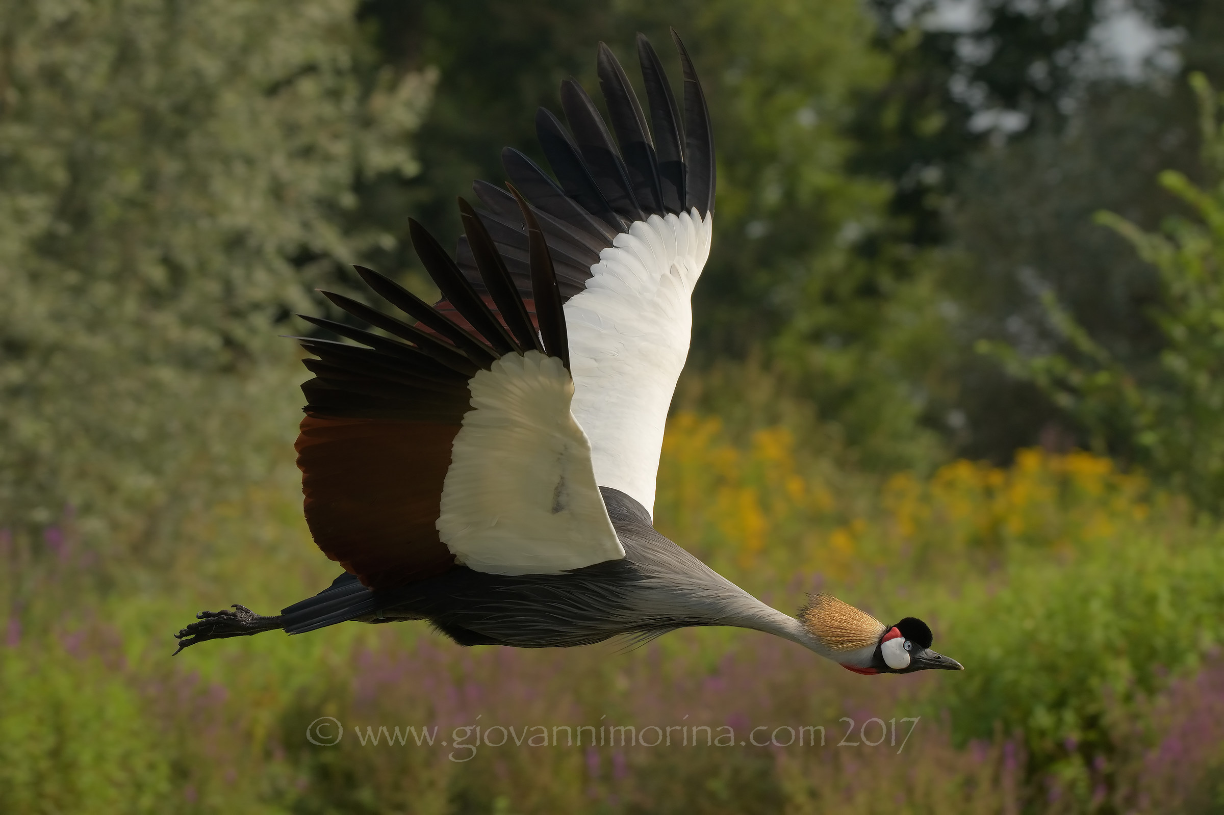 Il volo della gru coronata 4