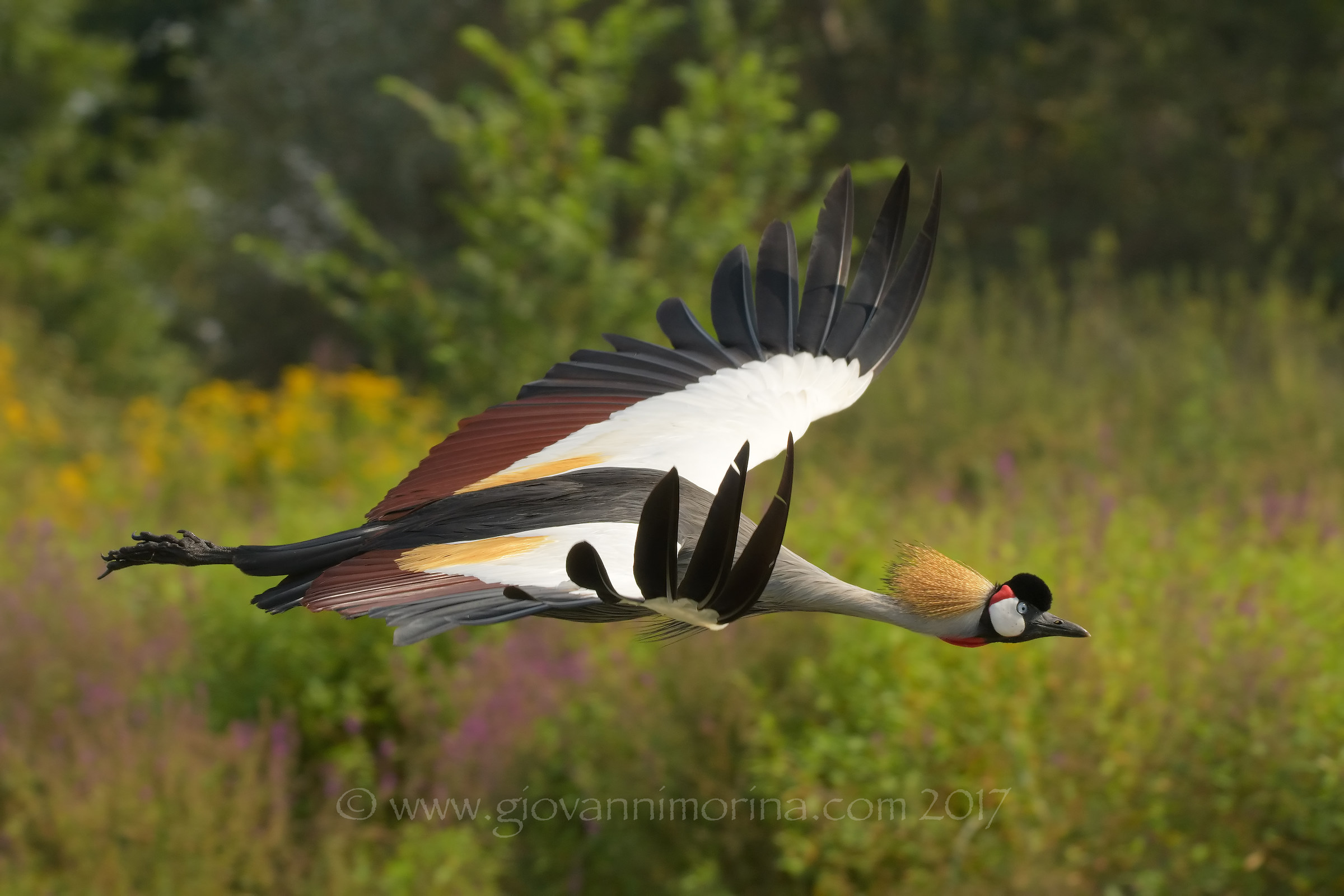 The crowned crane flight 5