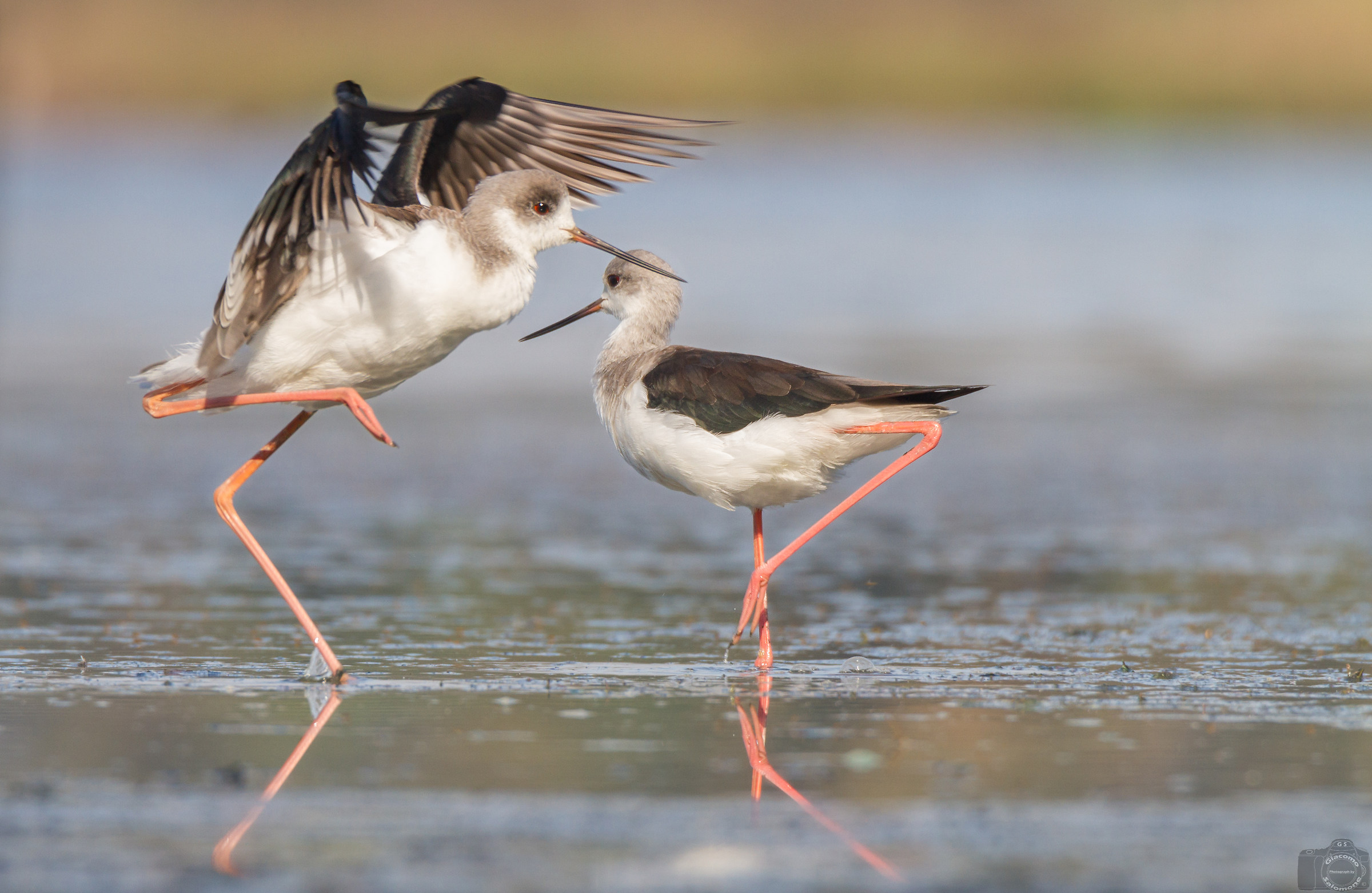 The dance of the Knight of Italy.