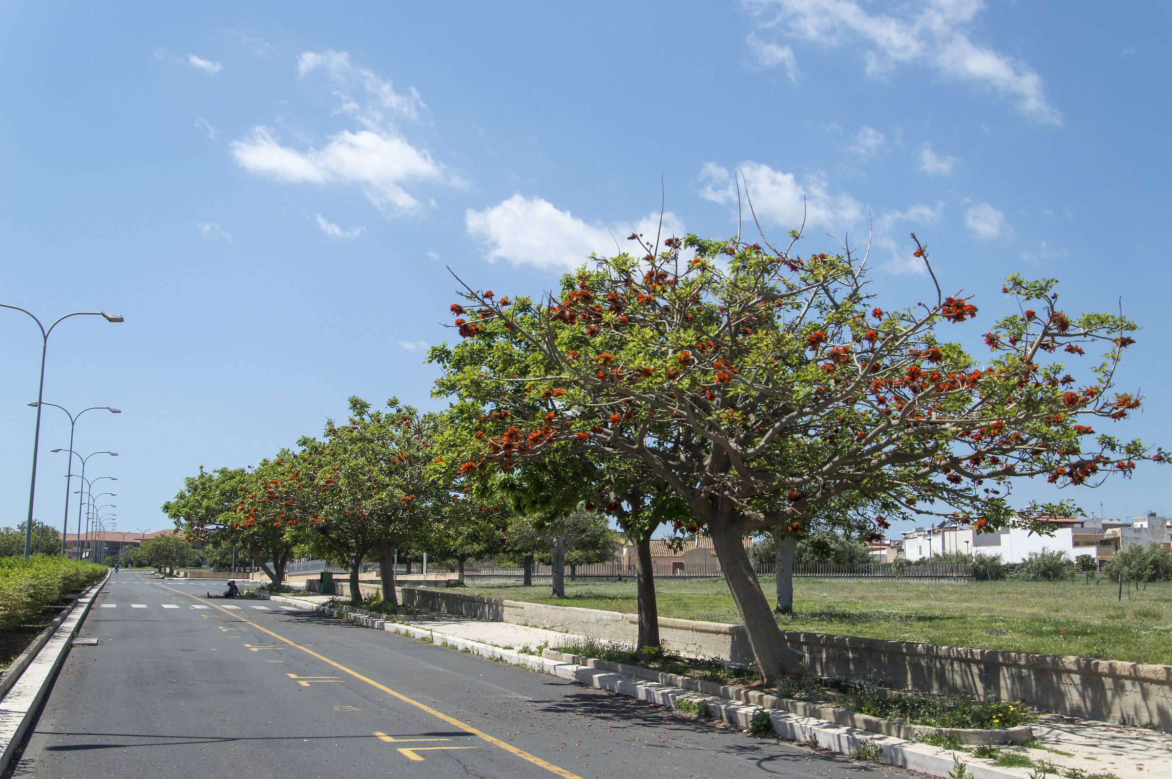 Trees blossoming in the streets of Avola
