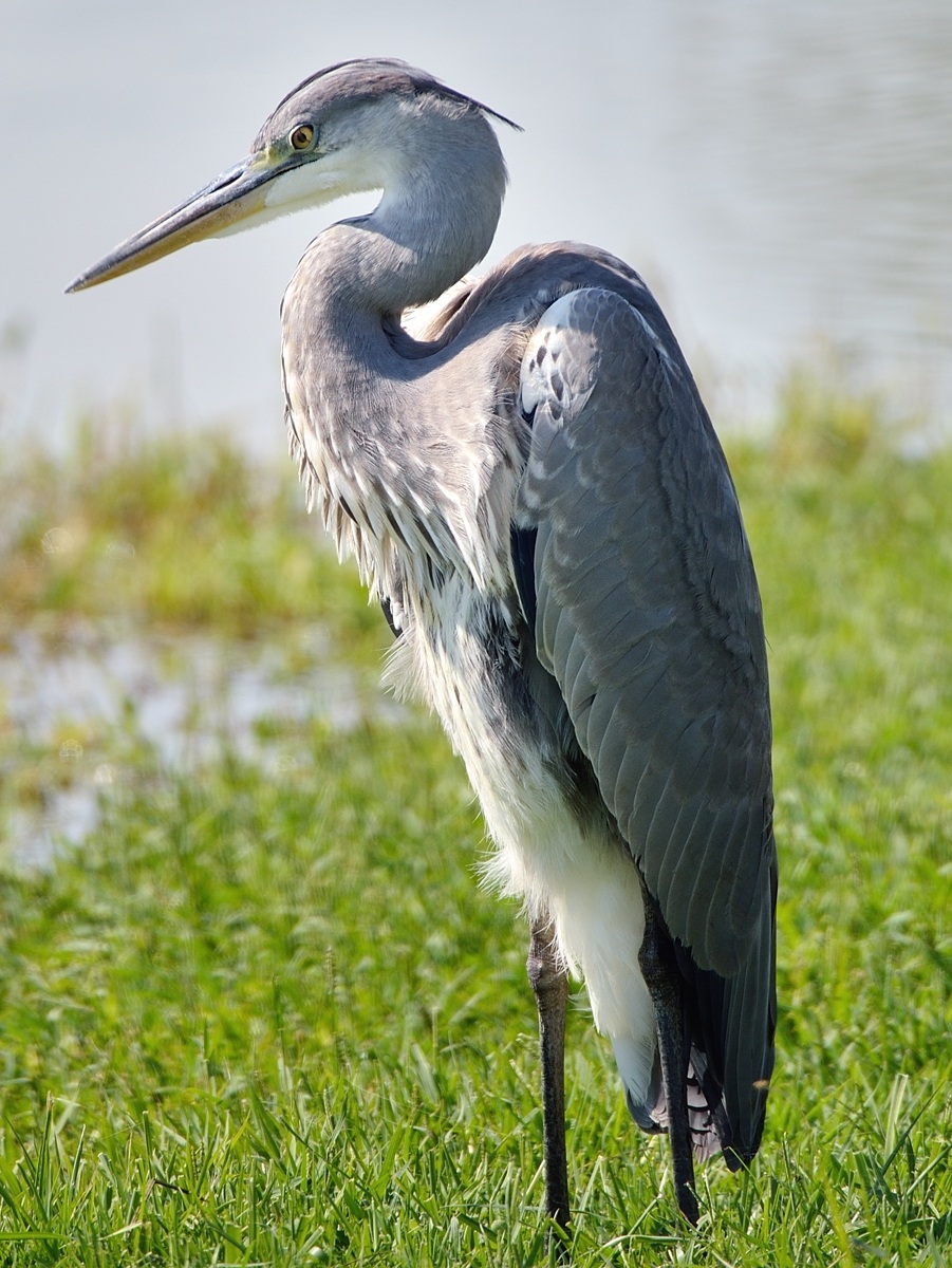 Portrait of a Grey Heron