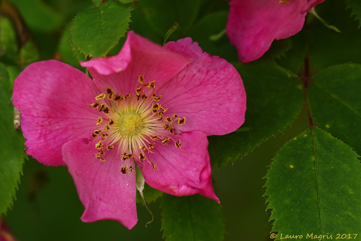 Alpine rose (pink pendulum)