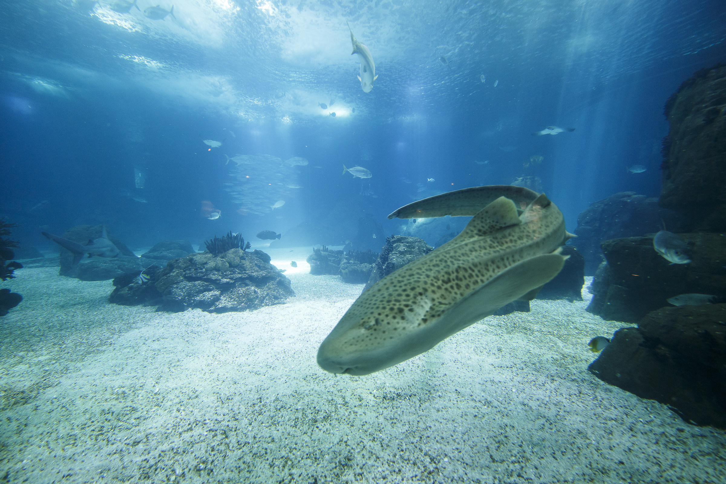 Squalo Leopardo all'oceanario di Lisbona