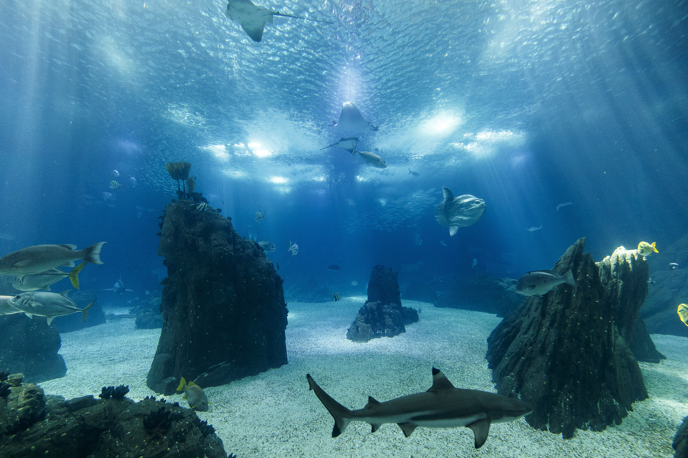 Oceanario di Lisbona