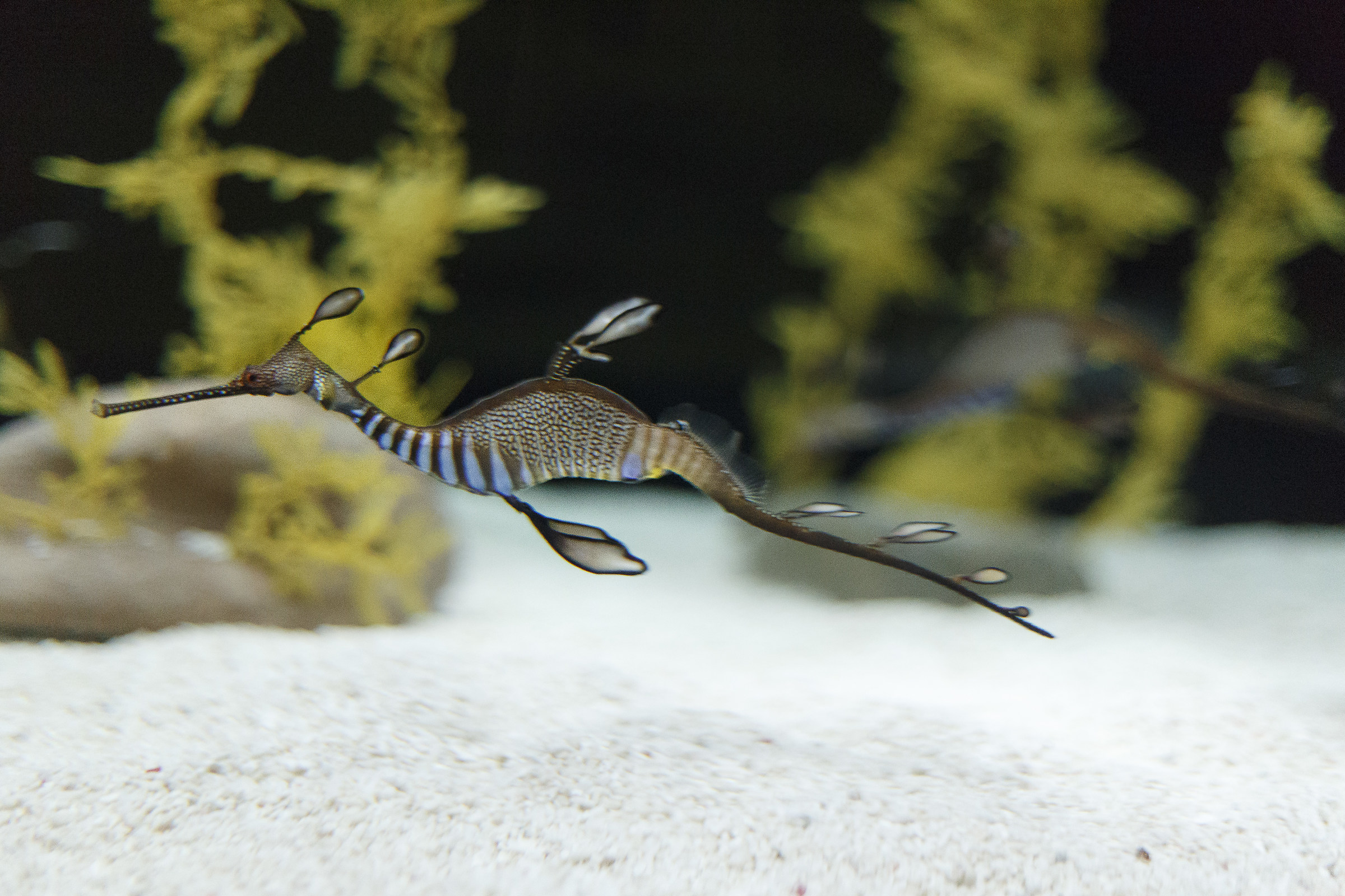 Drago marino all'oceanario di Lisbona