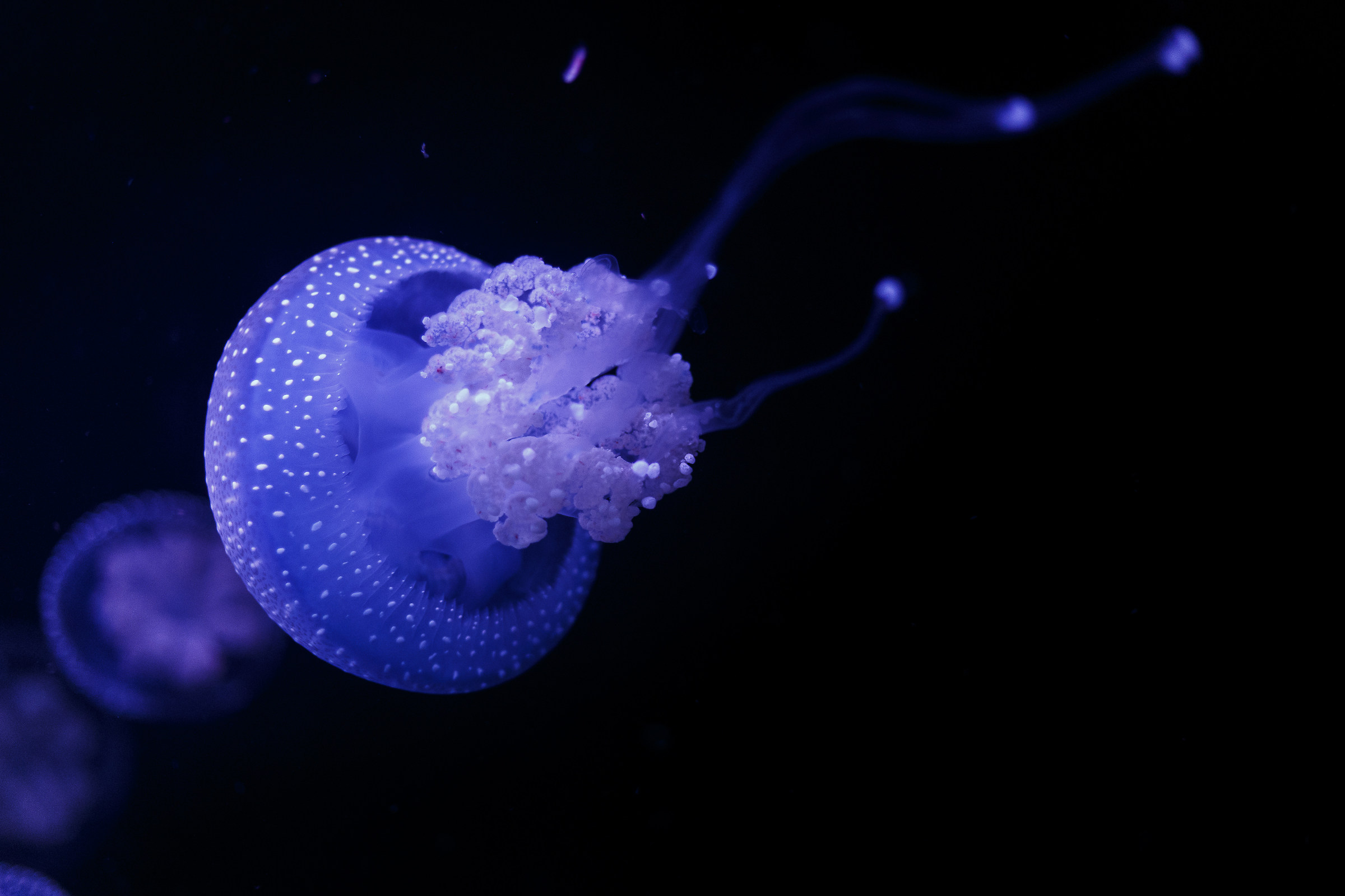 Medusa all'oceanario di Lisbona