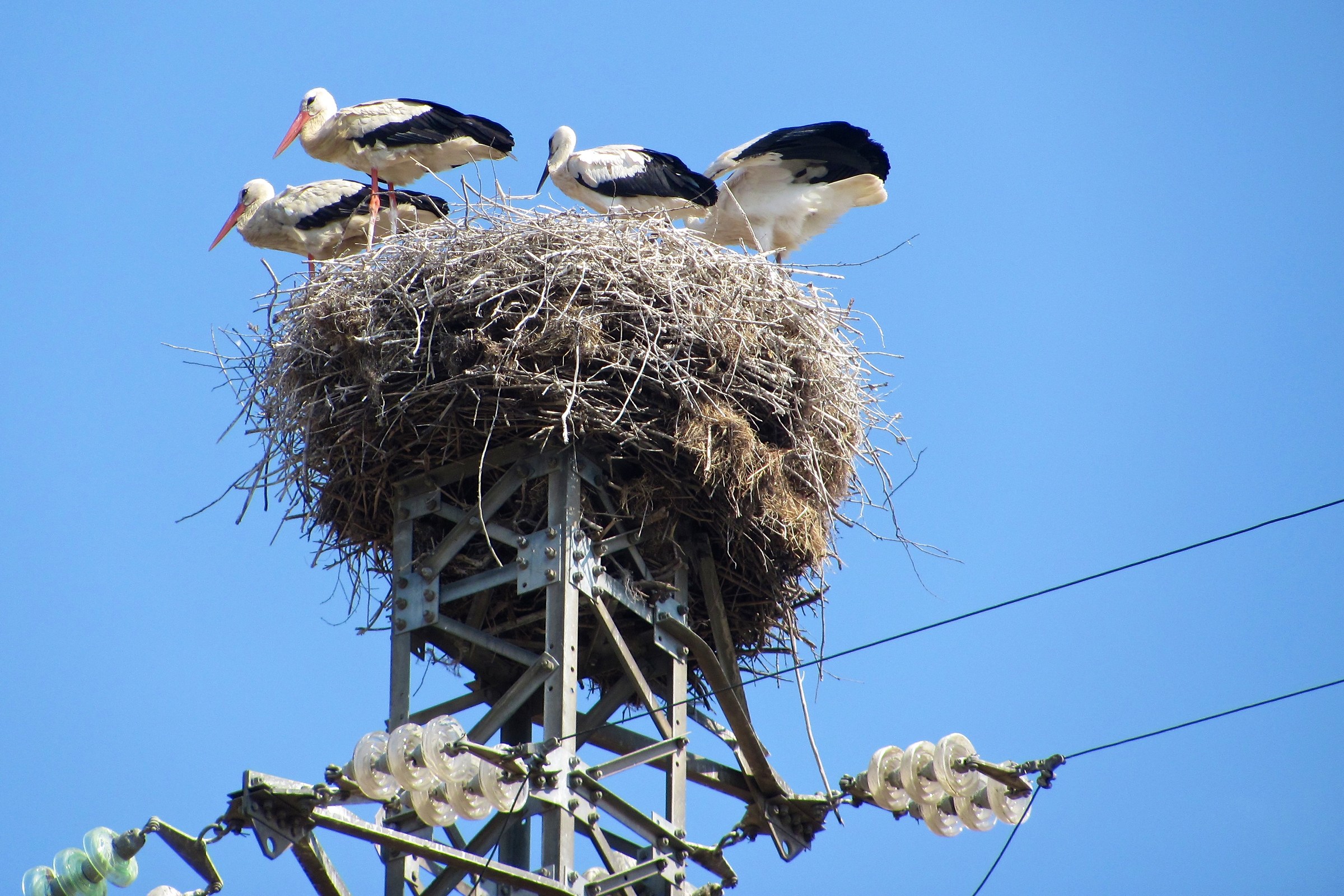 "High voltage" overcrowding