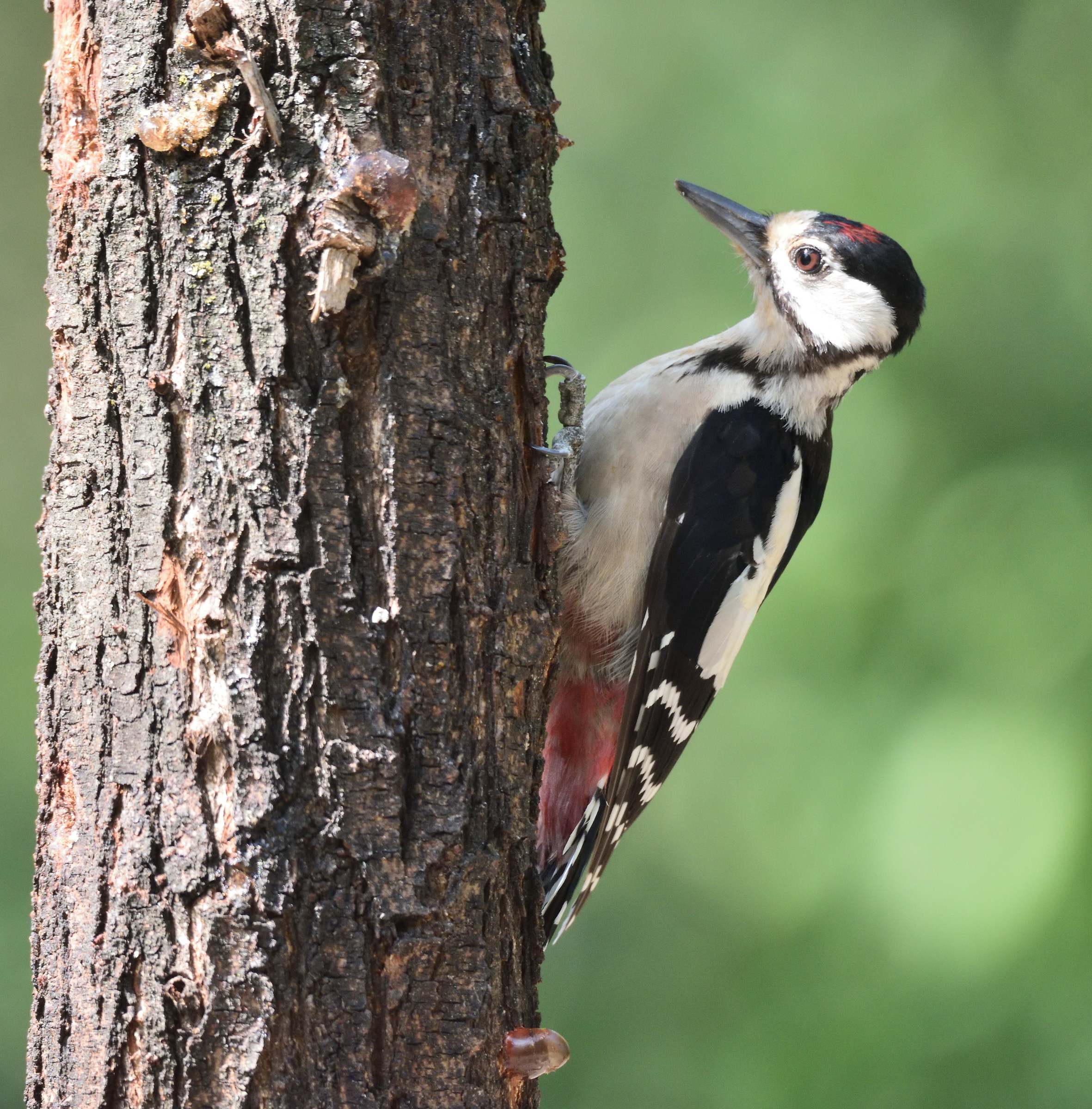 Red woodpecker