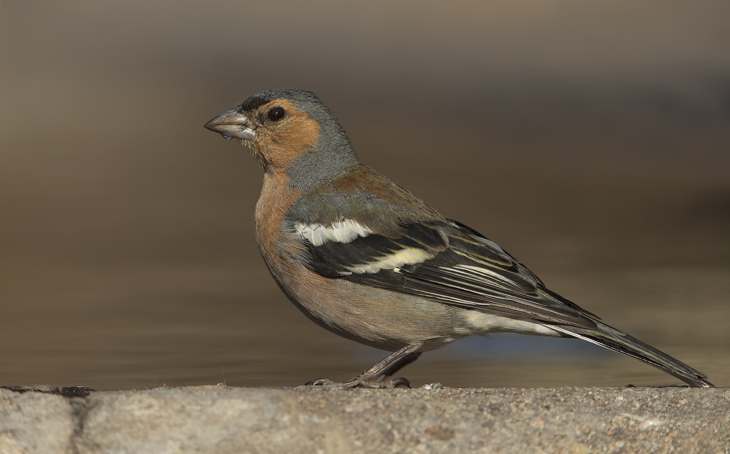 seconda elab fringuello...