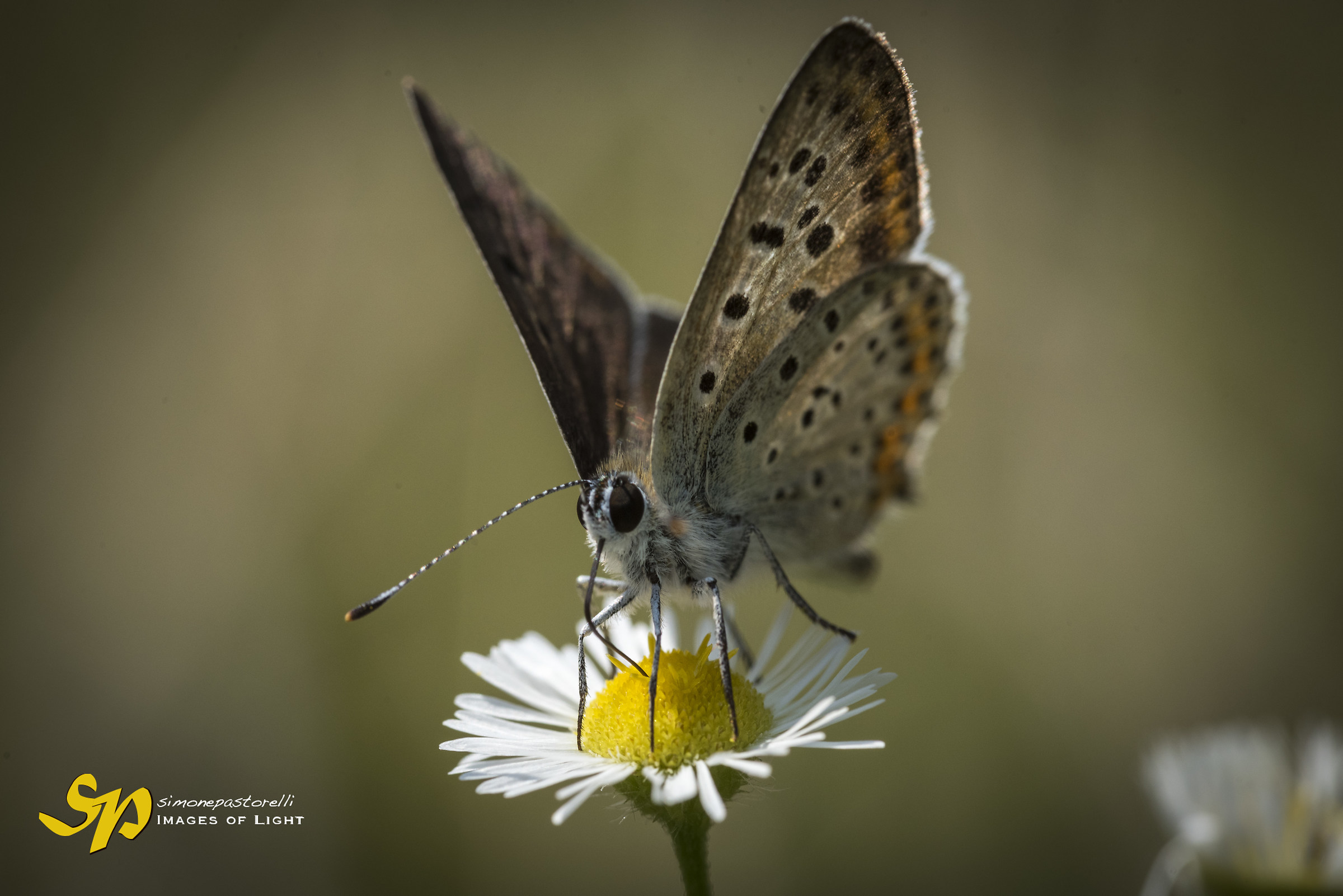 Butterfly on daisy