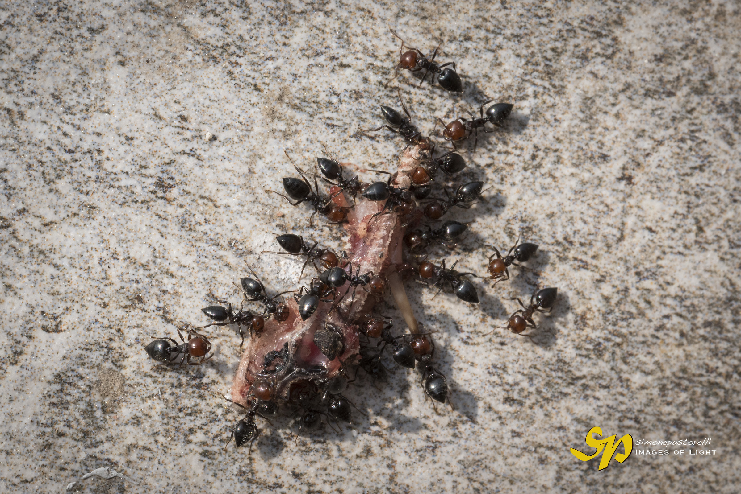 The end of the little gecko