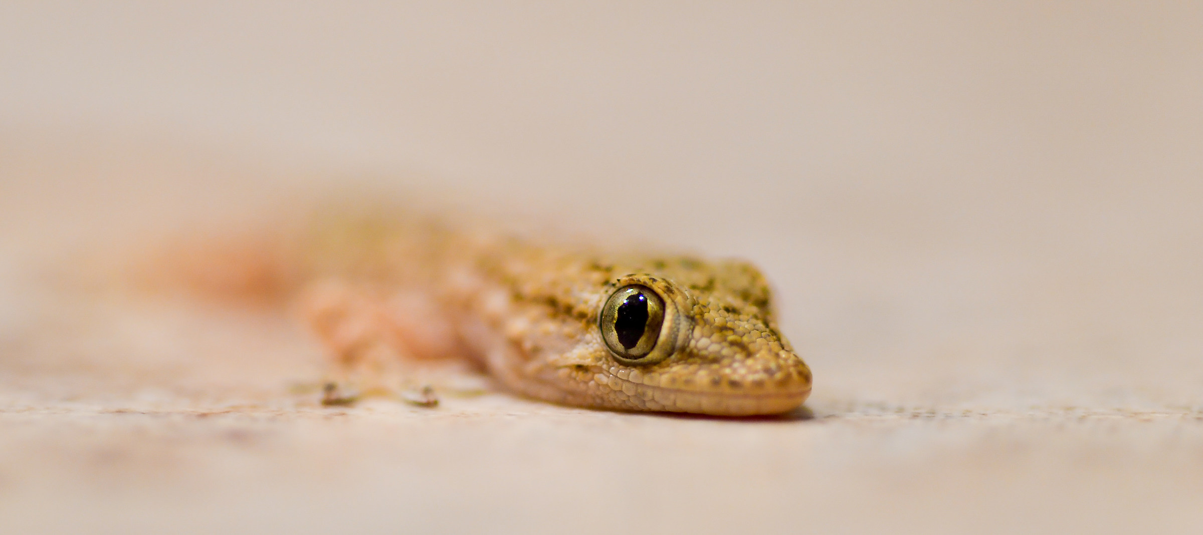 Geco,Nome scientifico: Gekkonidae