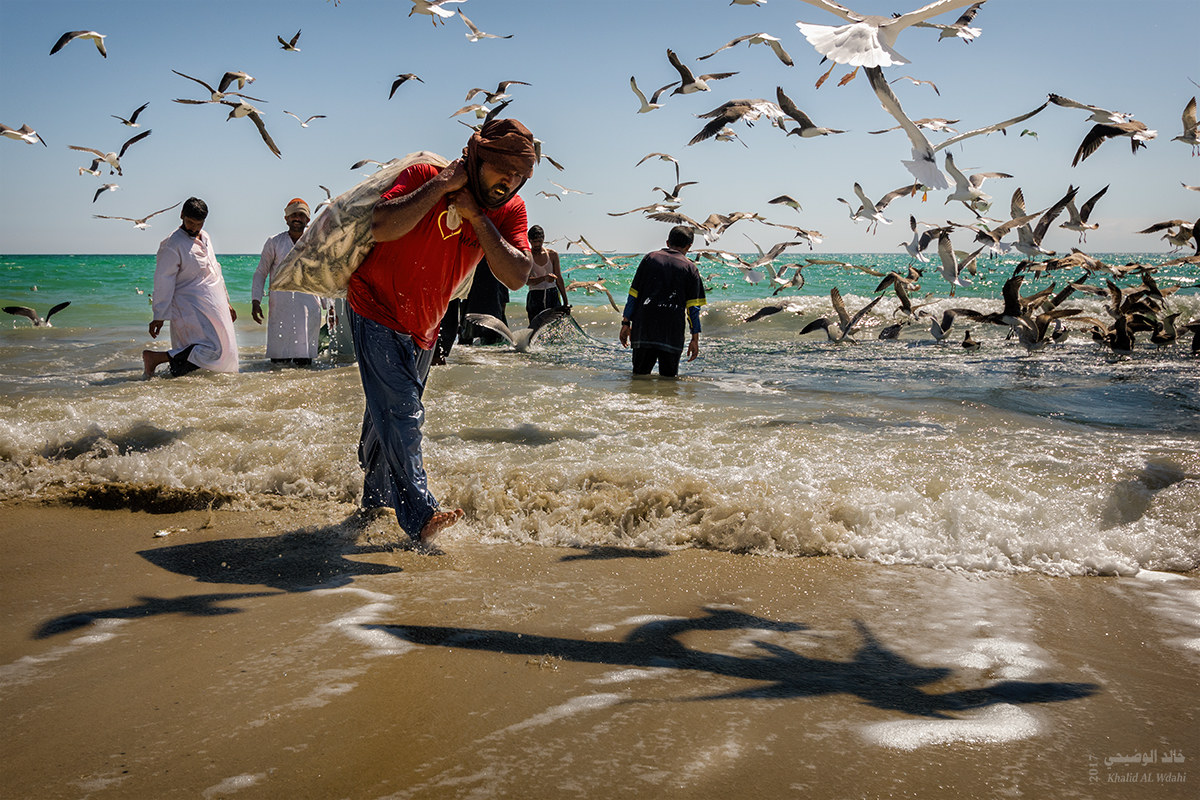 Stagione di pesca della sarda