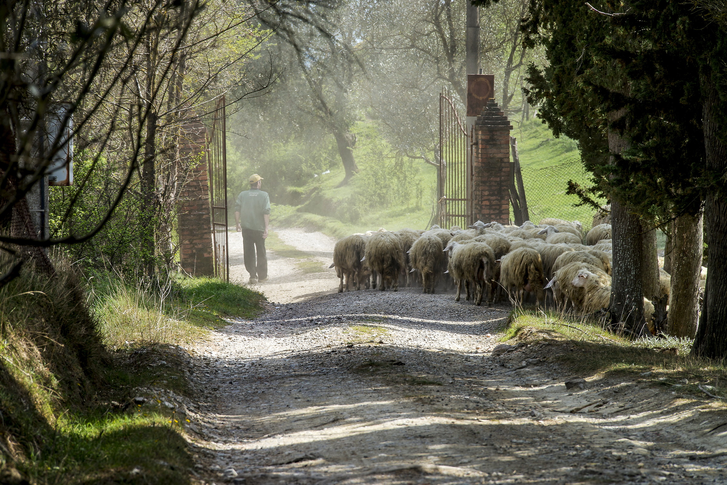 The return from the pasture